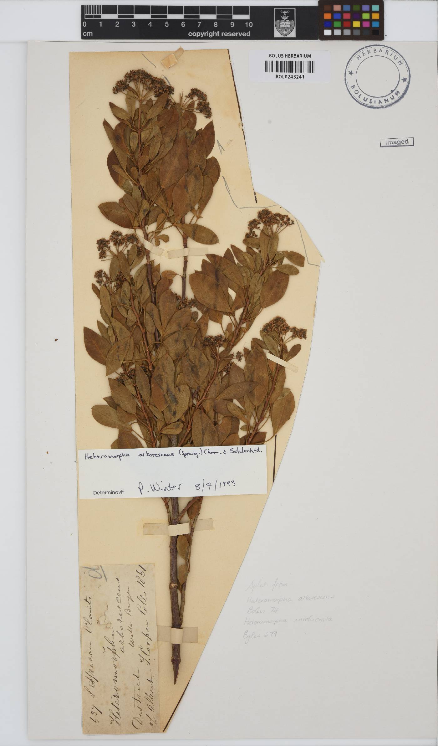 Heteromorpha arborescens image