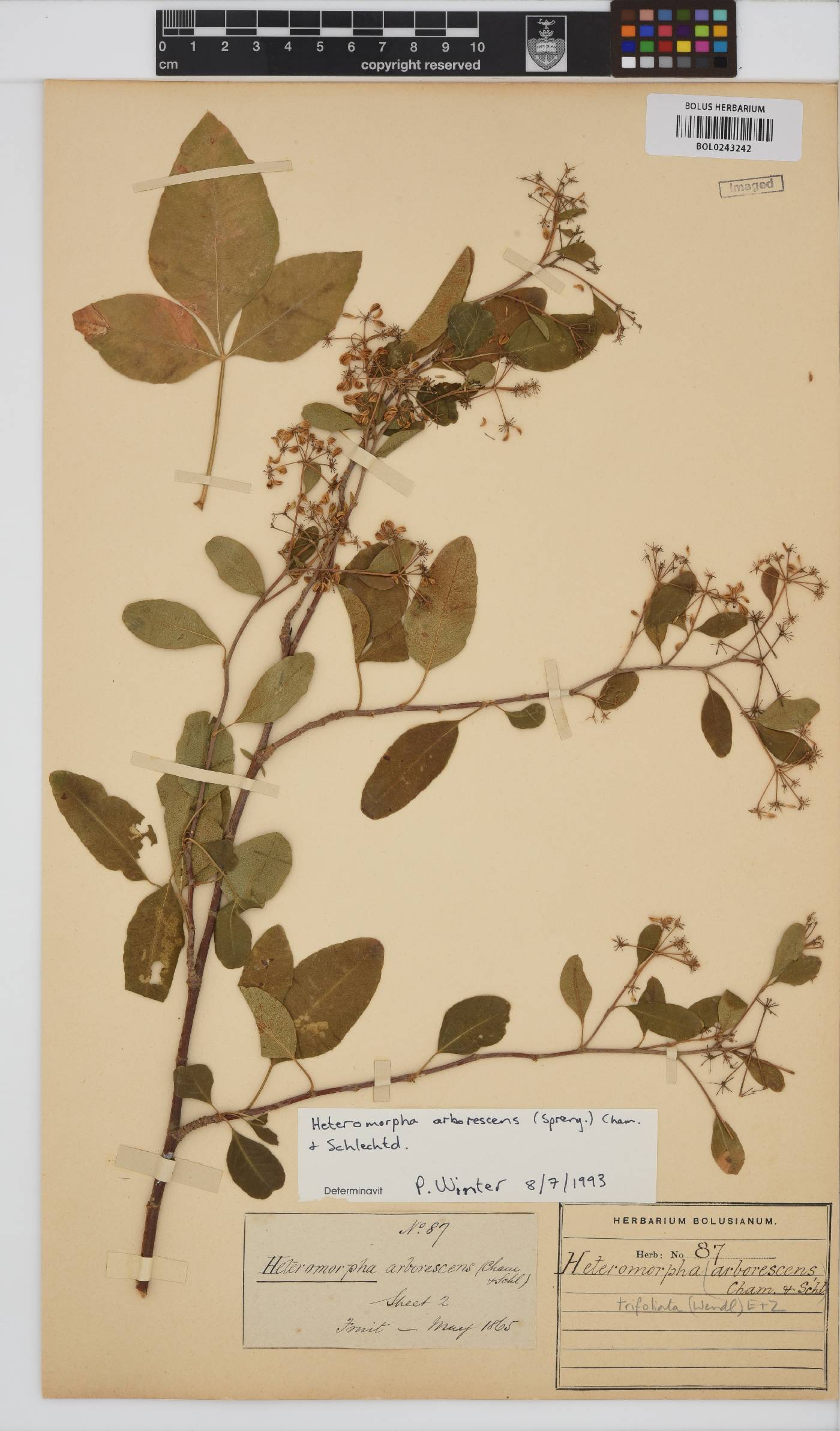 Heteromorpha arborescens image