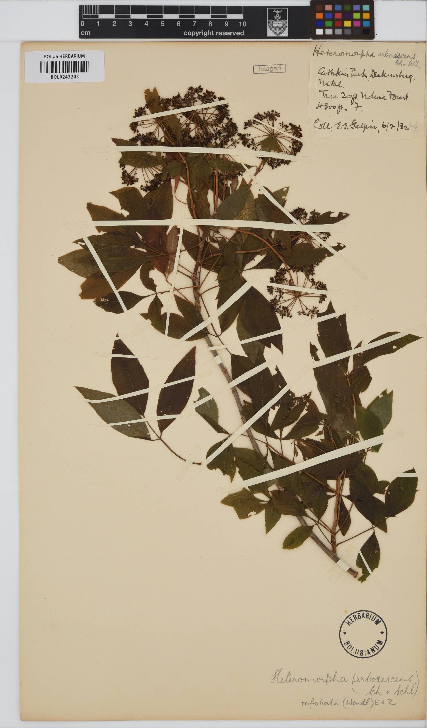 Heteromorpha arborescens image