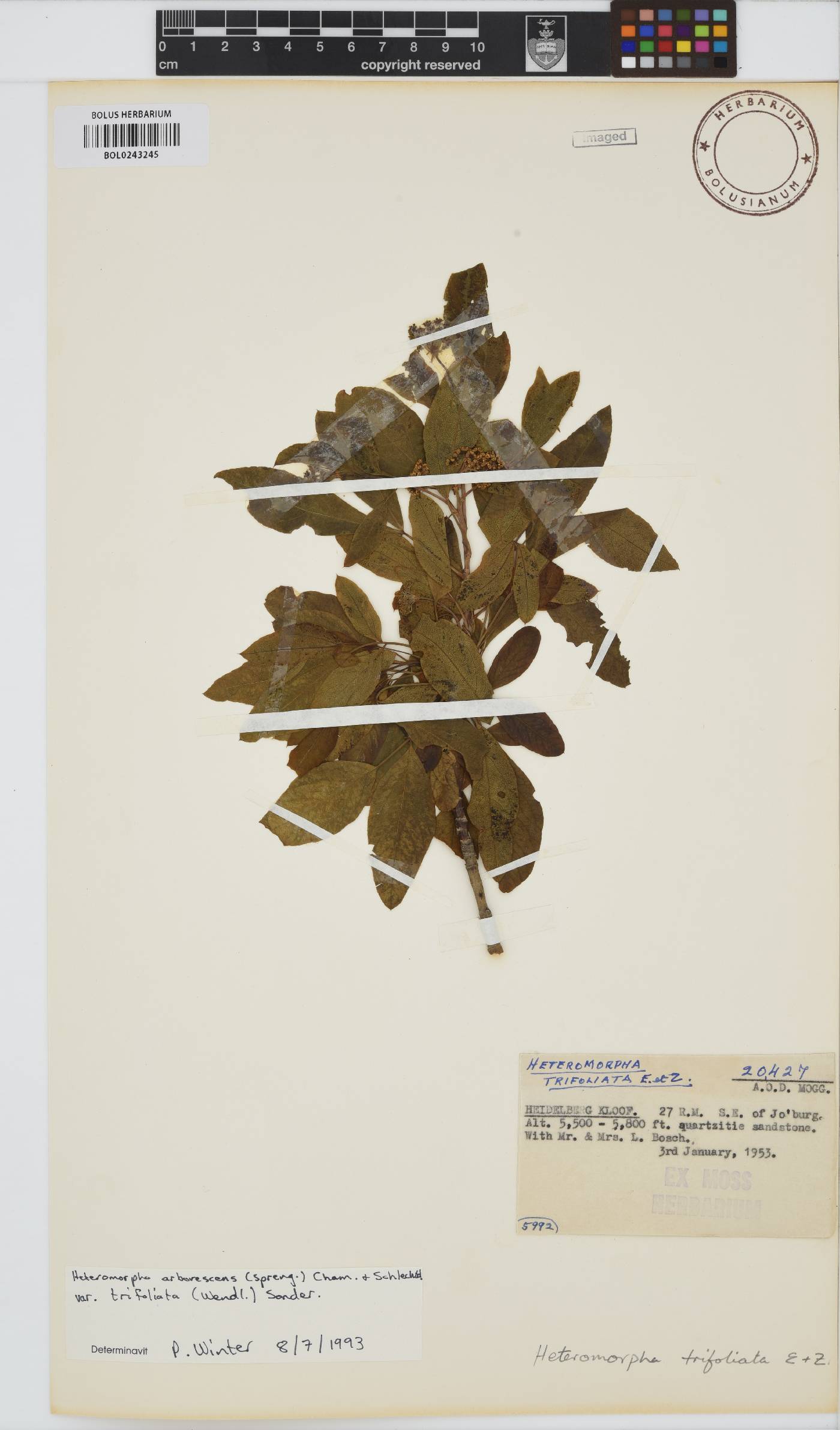 Heteromorpha arborescens var. abyssinica image