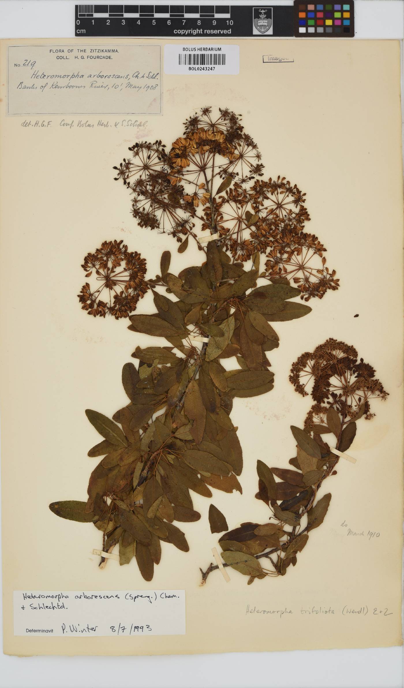 Heteromorpha arborescens var. abyssinica image