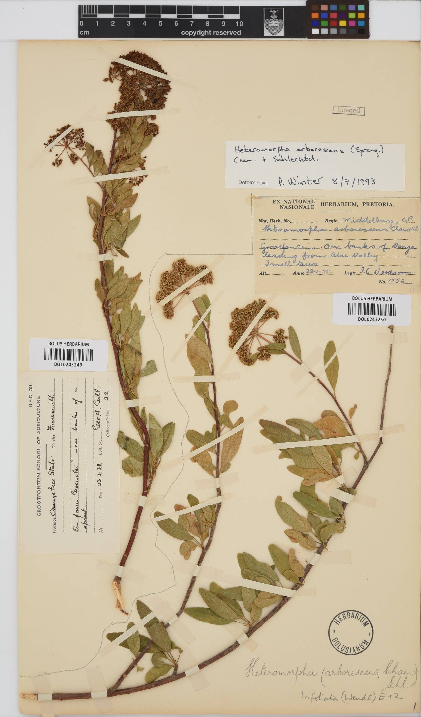 Heteromorpha arborescens var. abyssinica image