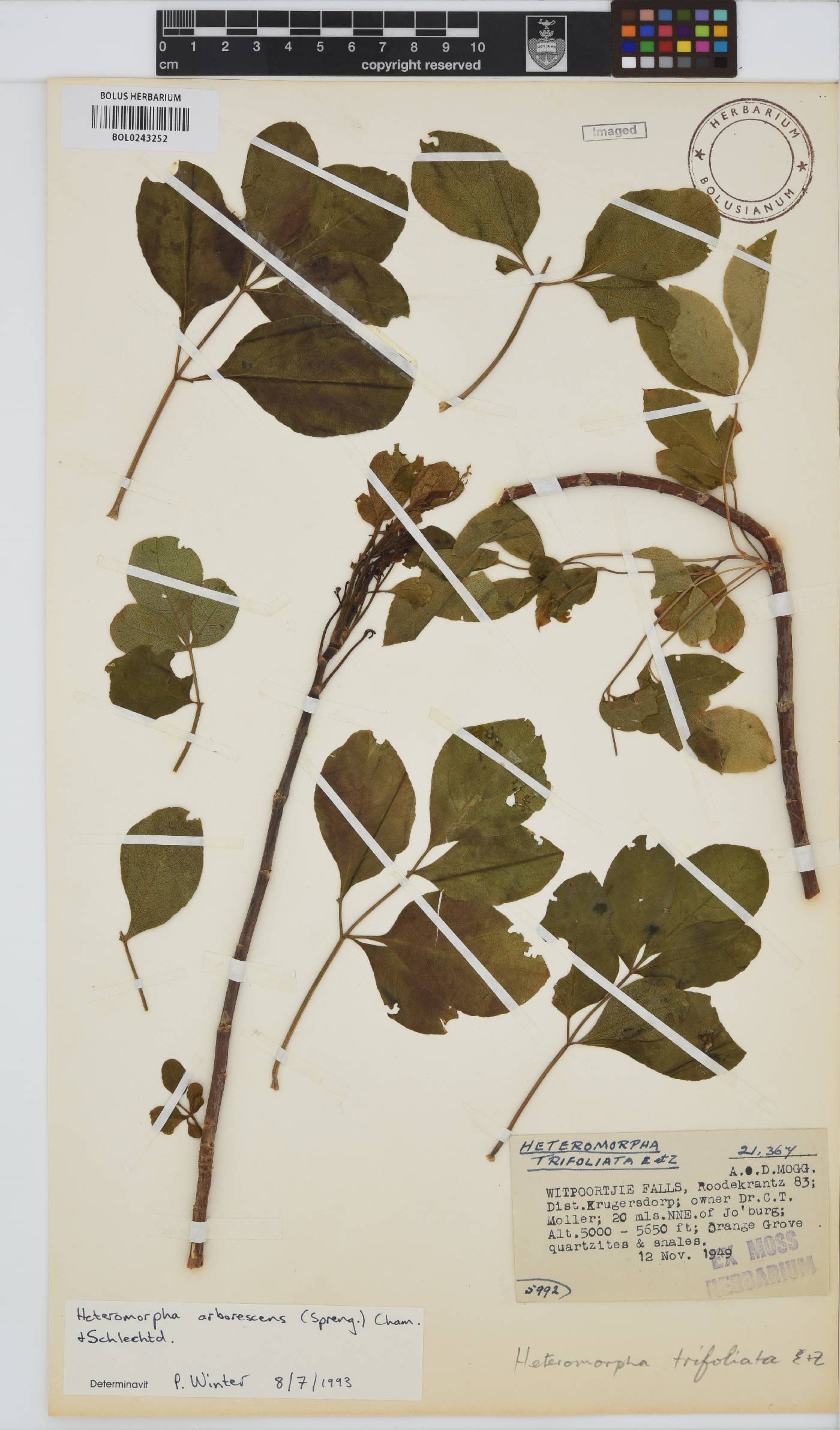 Heteromorpha arborescens var. abyssinica image