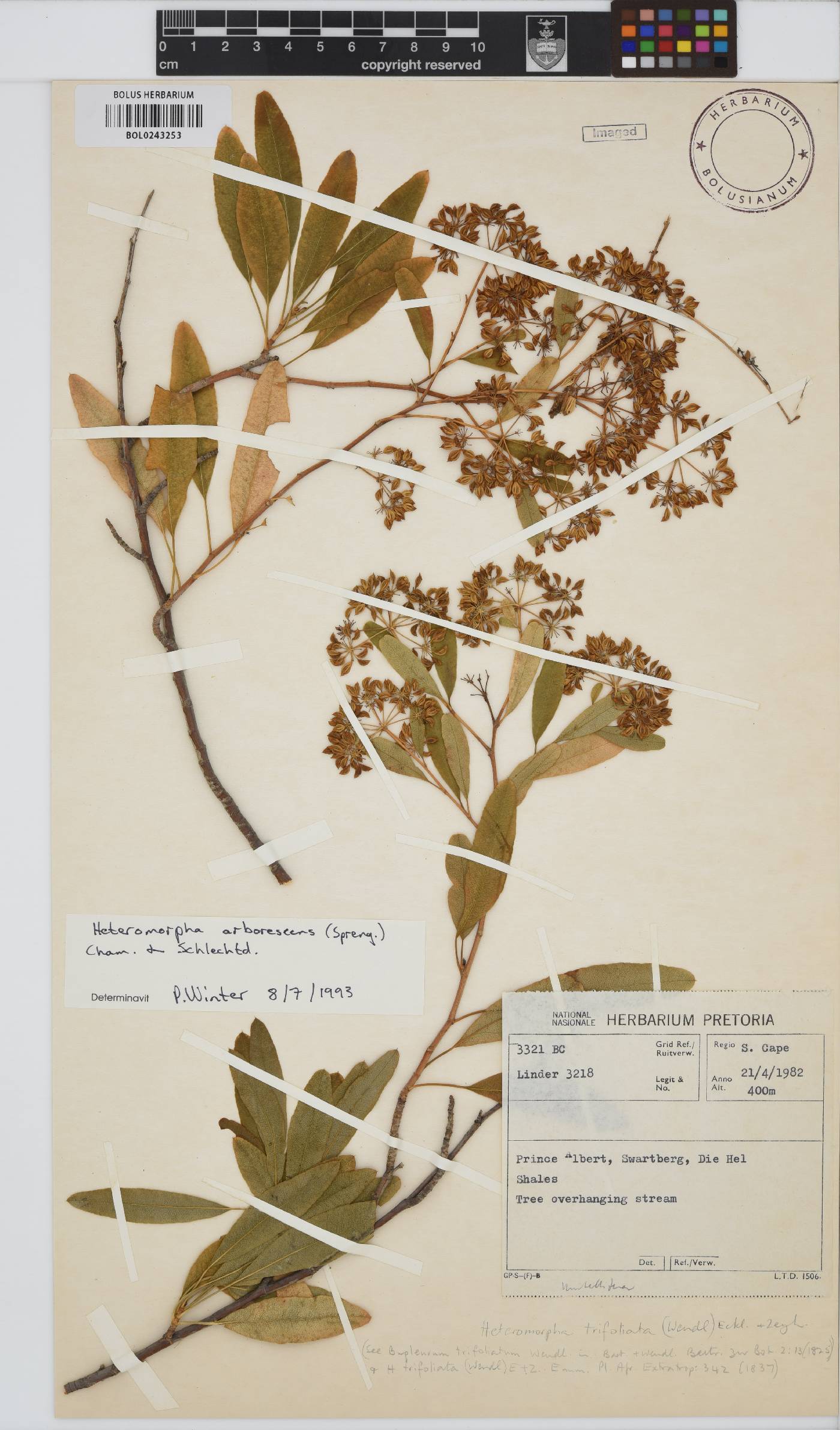 Heteromorpha arborescens var. abyssinica image