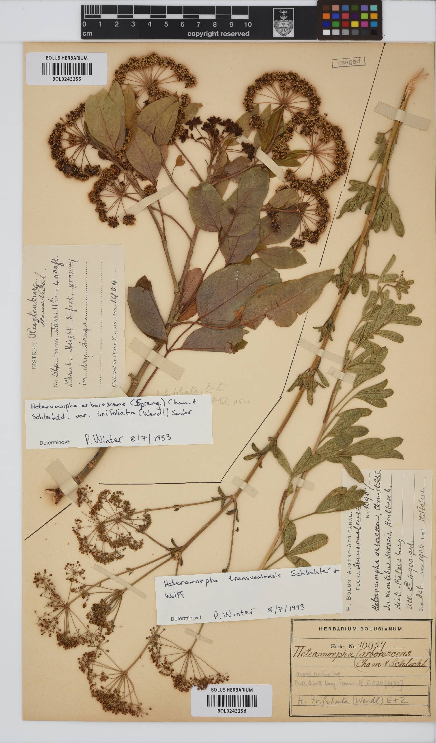 Heteromorpha stenophylla var. transvaalensis image