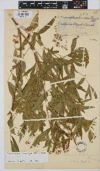 Image of Heteromorpha stenophylla