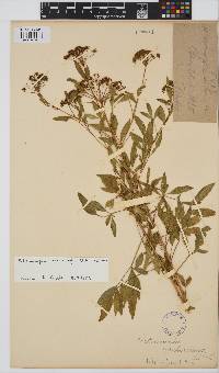 Heteromorpha stenophylla image