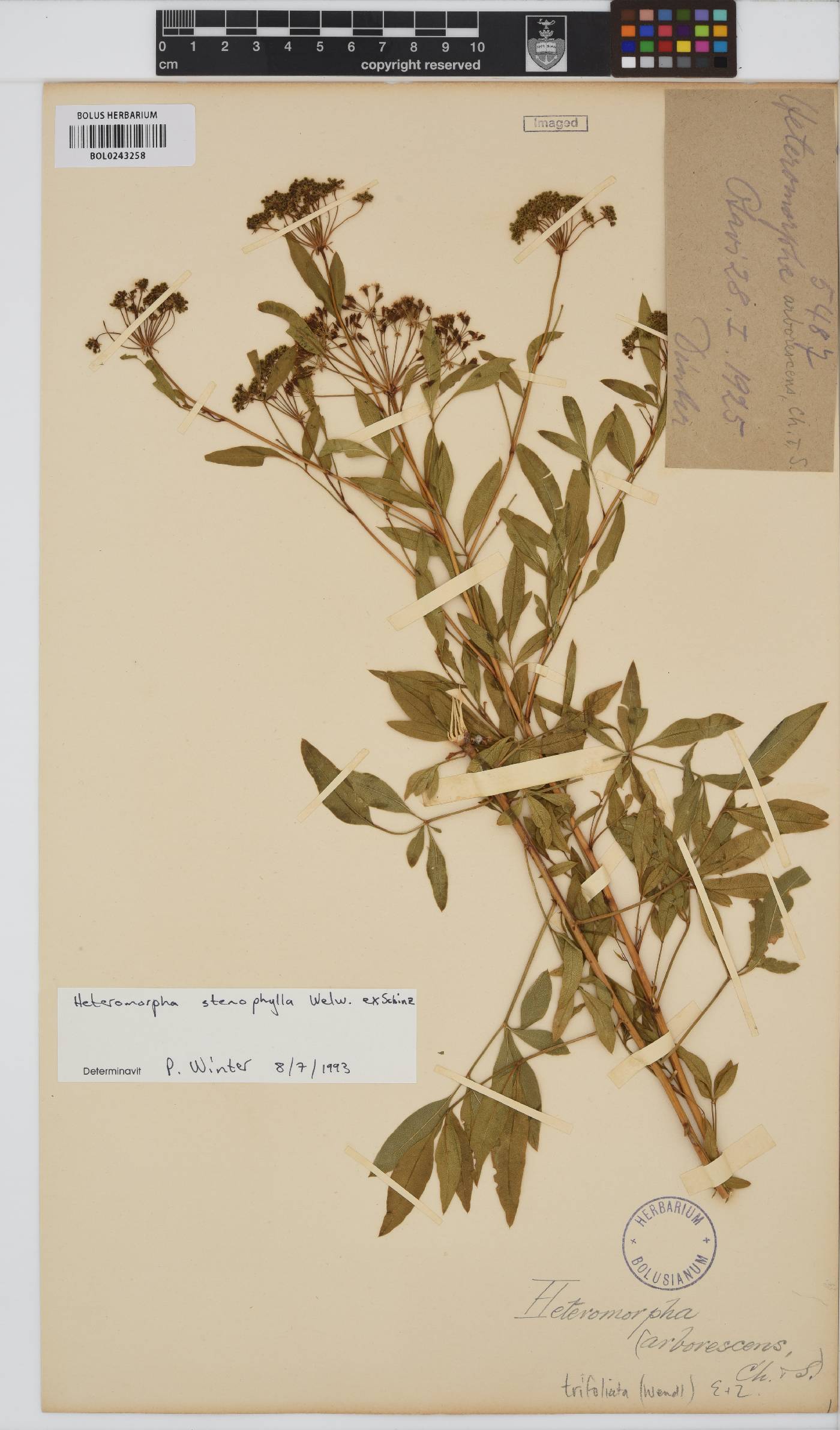 Heteromorpha stenophylla image