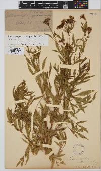 Heteromorpha stenophylla image