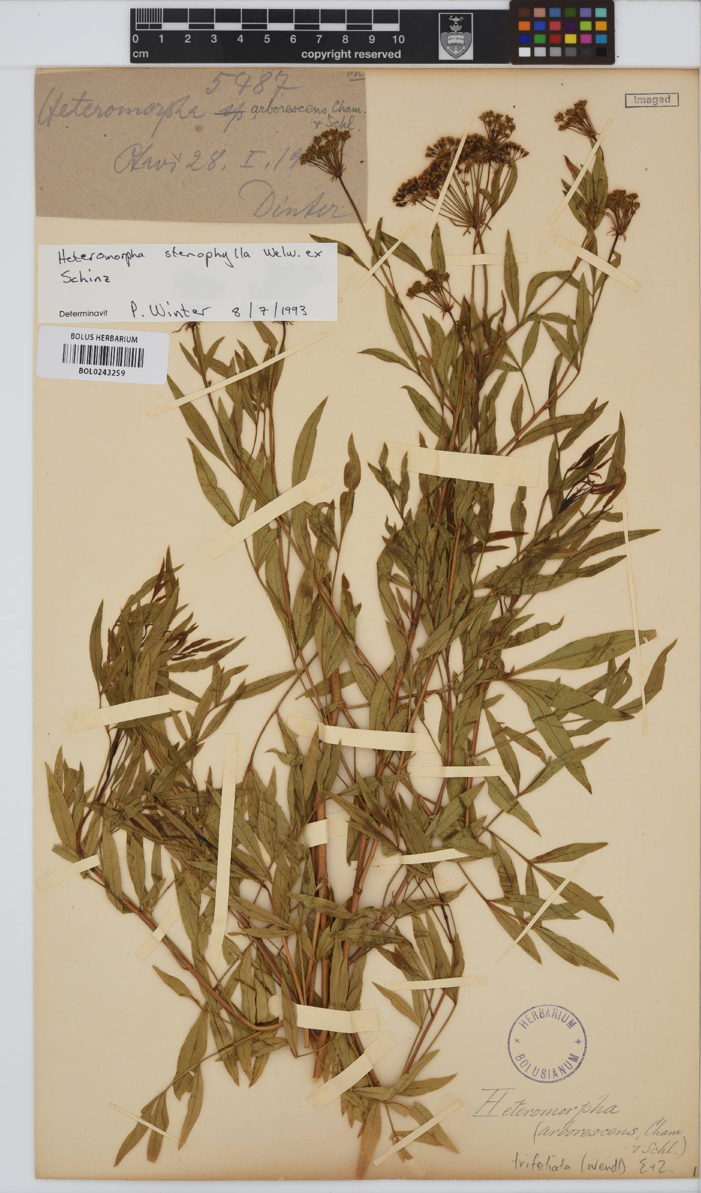 Heteromorpha stenophylla image
