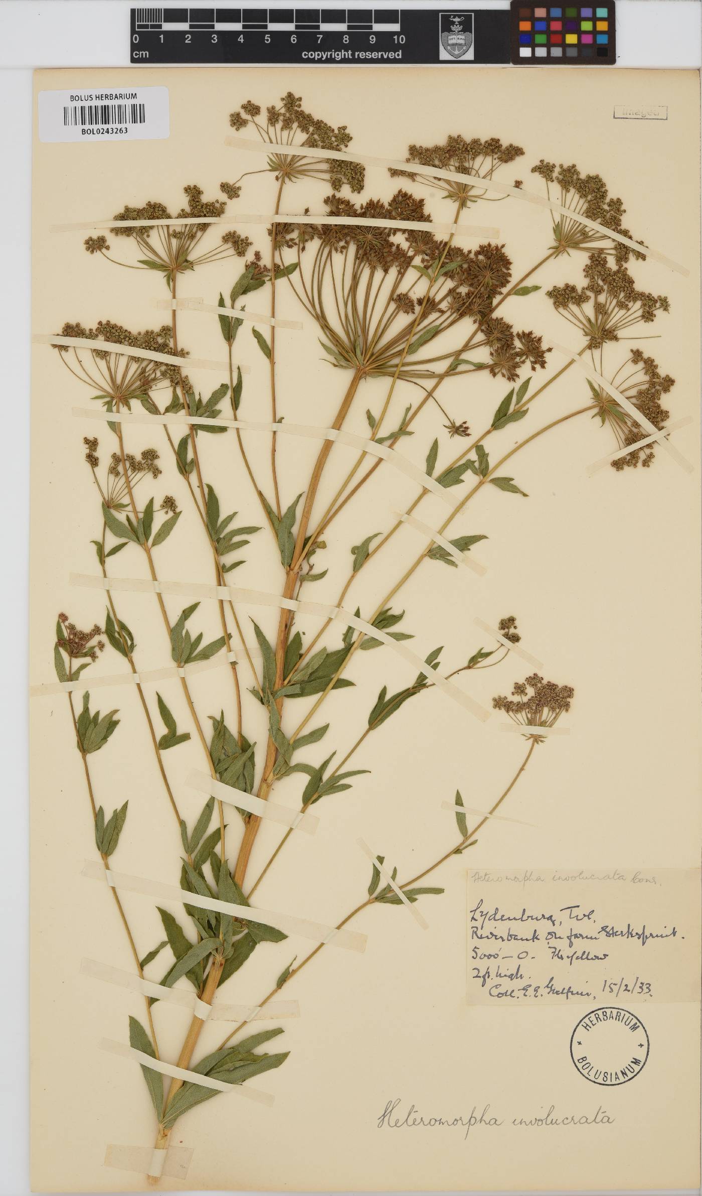 Heteromorpha involucrata image