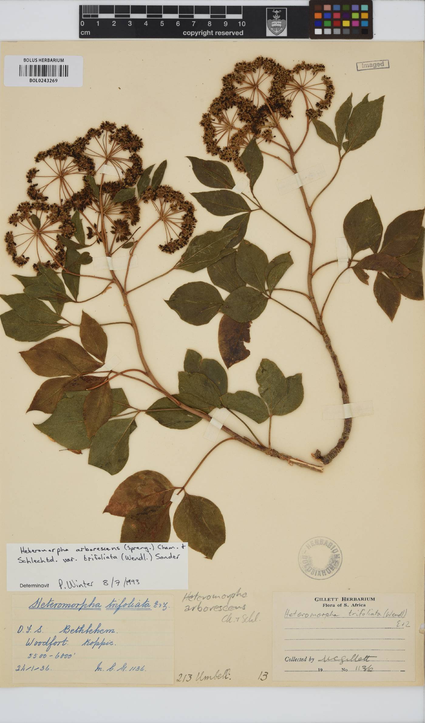 Heteromorpha arborescens var. abyssinica image