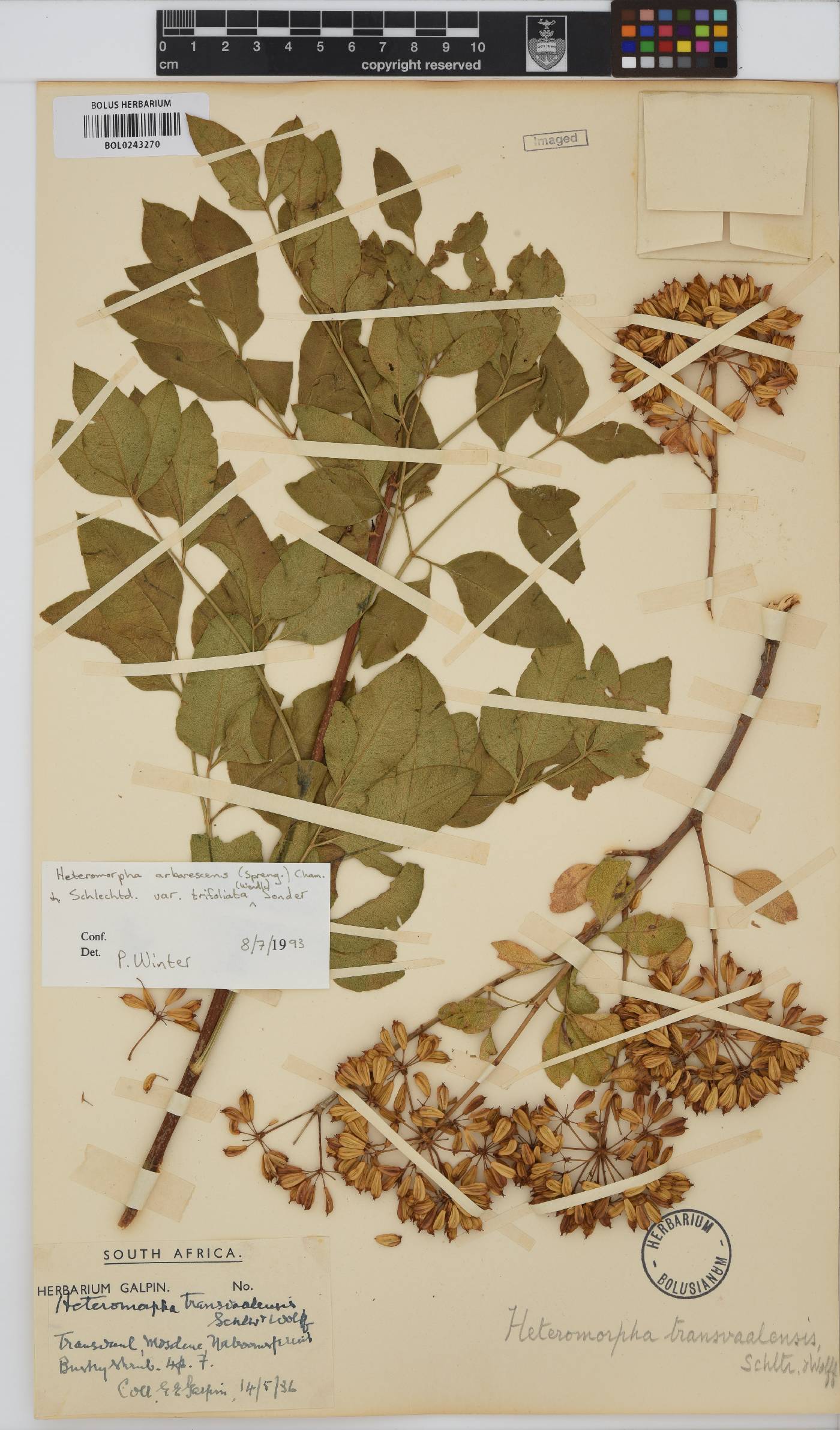 Heteromorpha arborescens var. abyssinica image