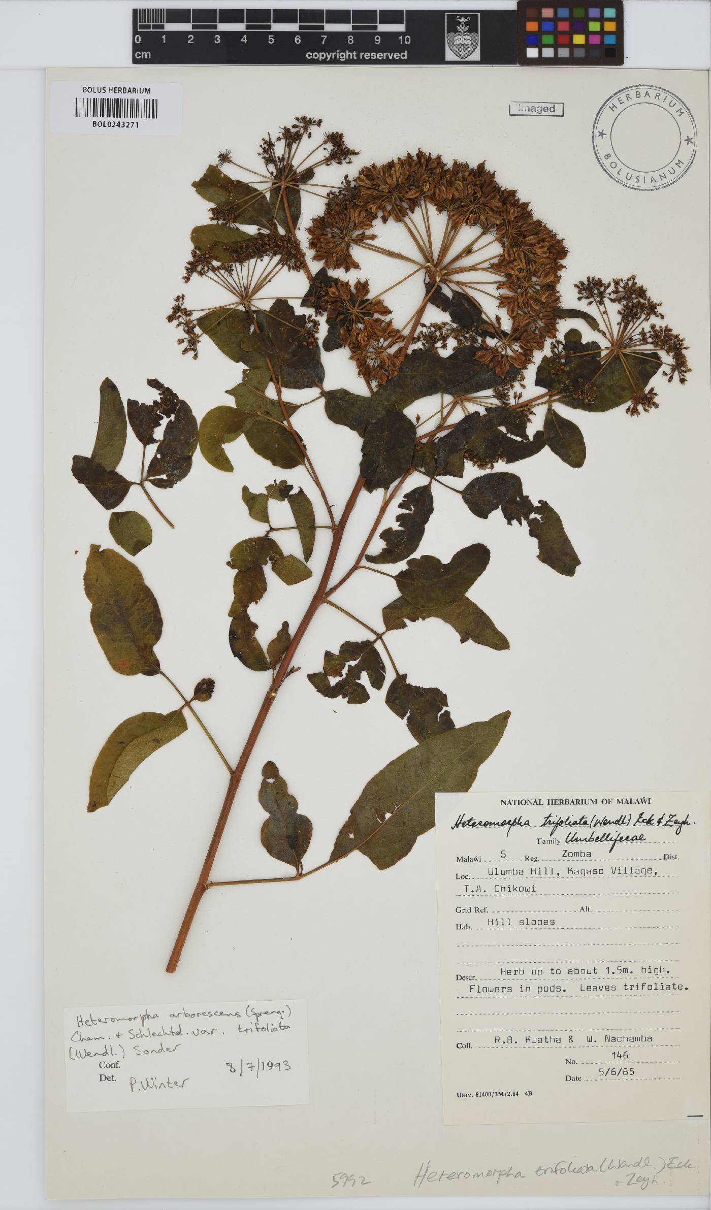 Heteromorpha arborescens var. abyssinica image