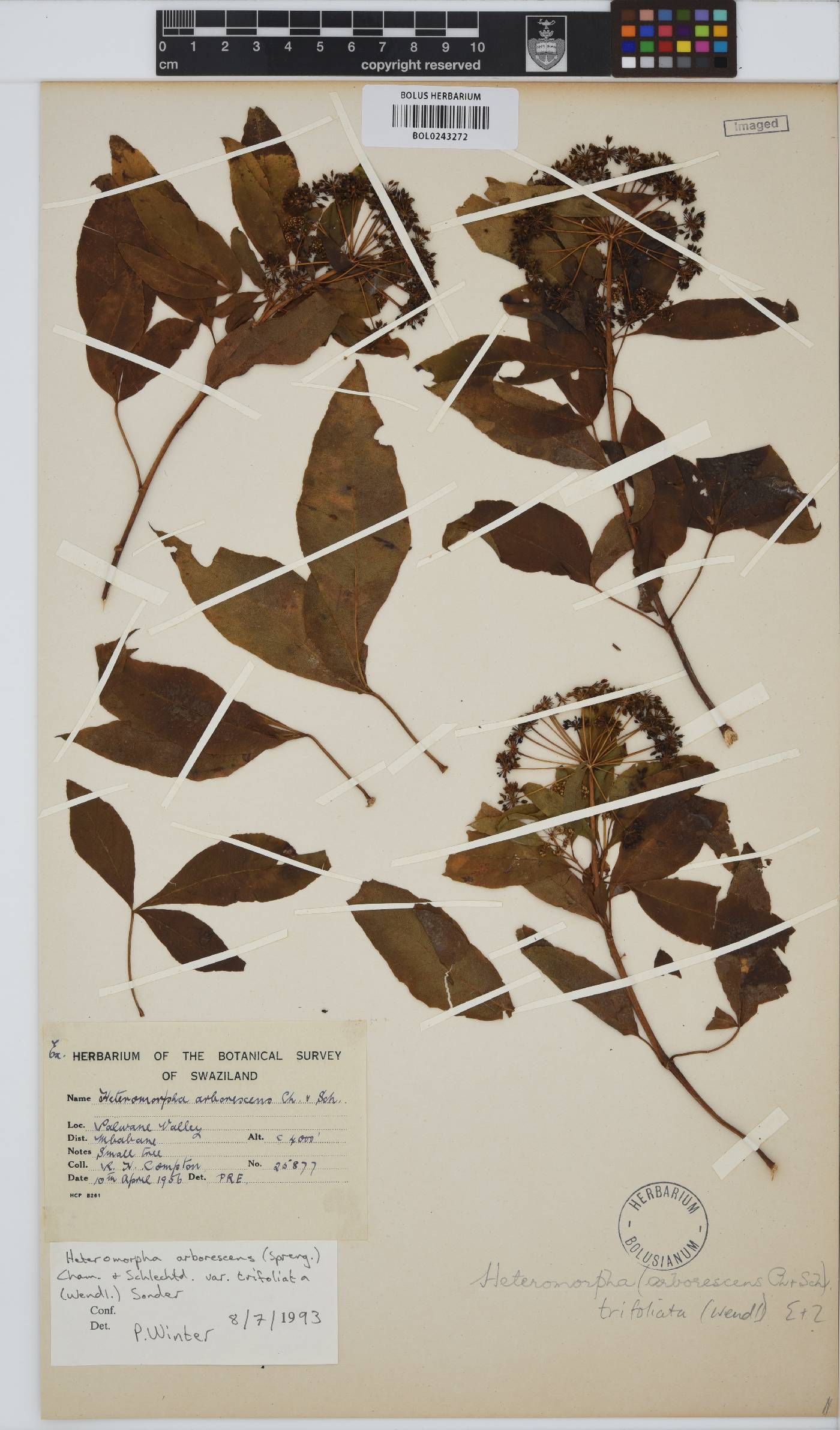 Heteromorpha arborescens var. abyssinica image