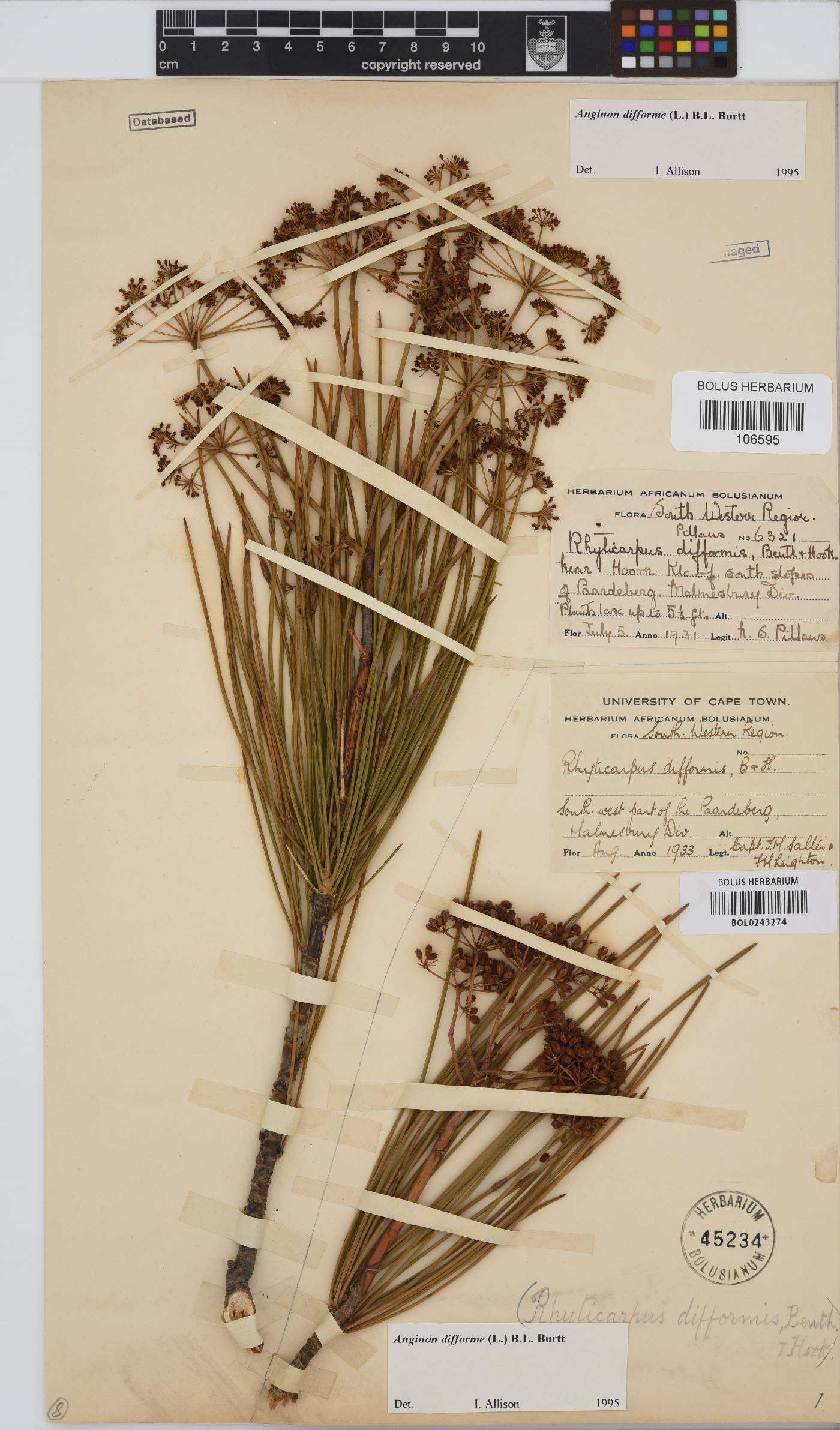 Anginon difforme image