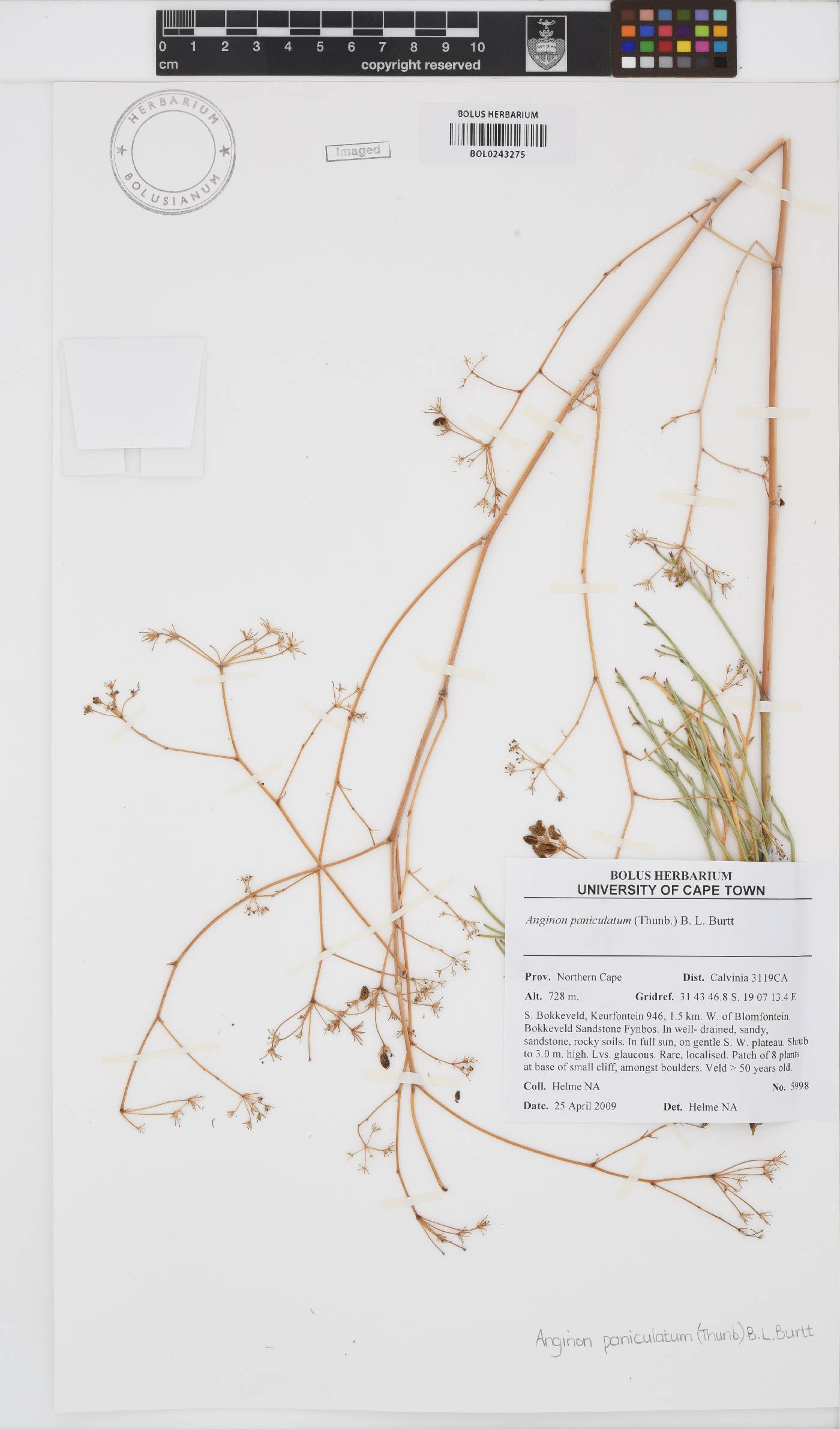Anginon paniculatum image