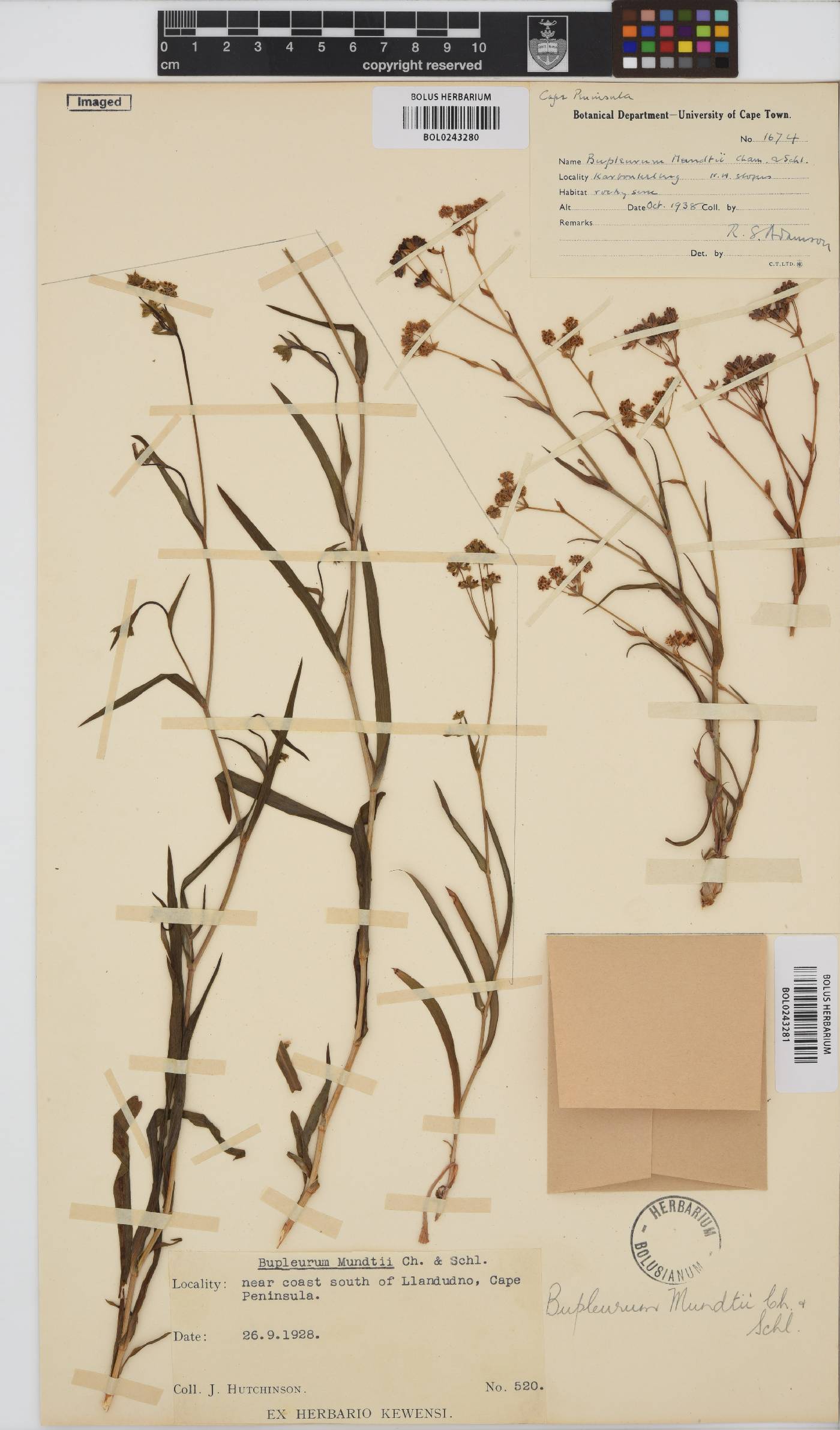 Bupleurum mundii image