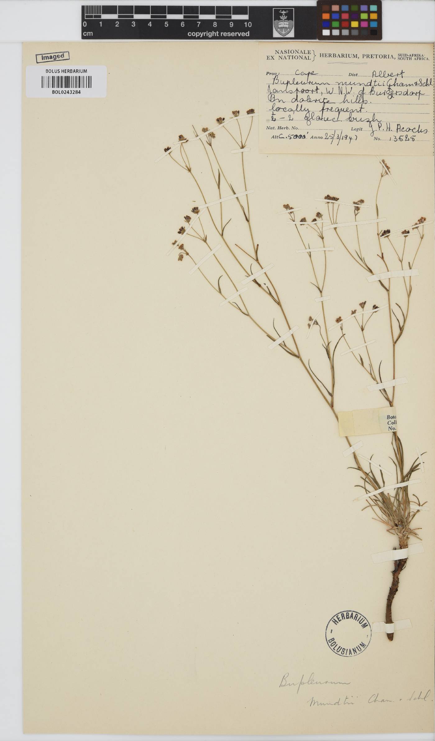 Bupleurum mundii image