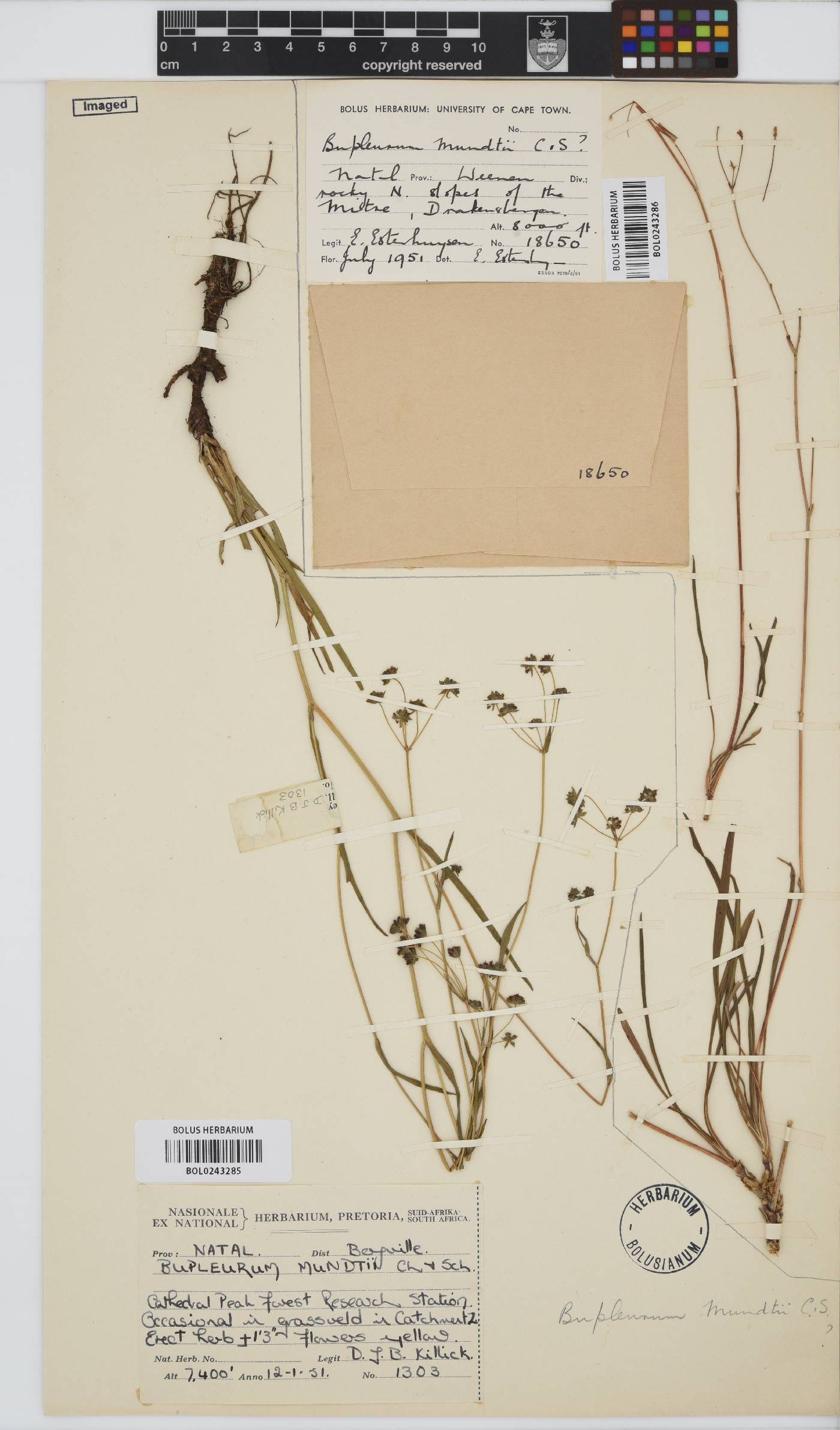 Bupleurum mundii image