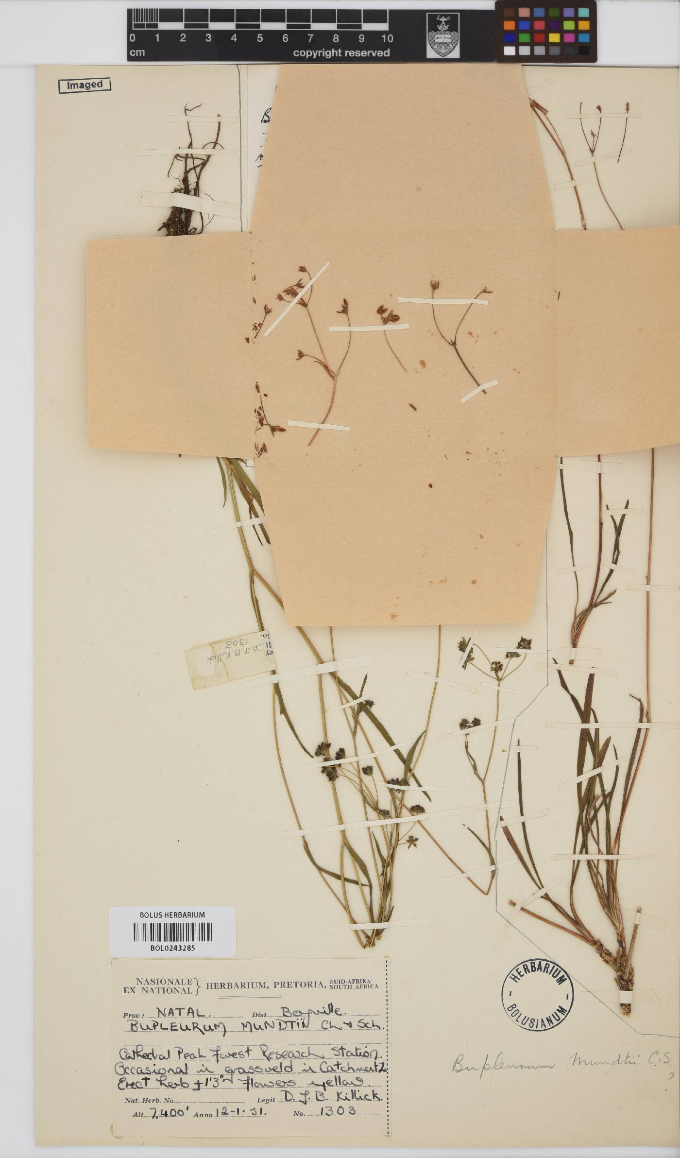 Bupleurum mundii image
