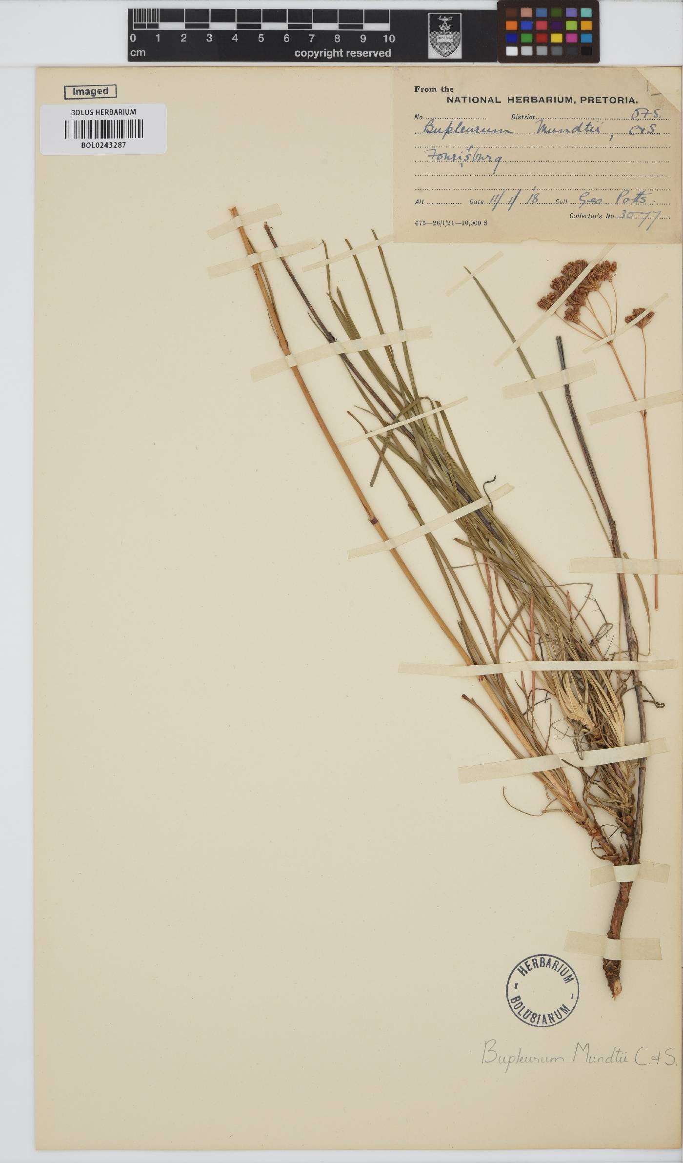 Bupleurum image