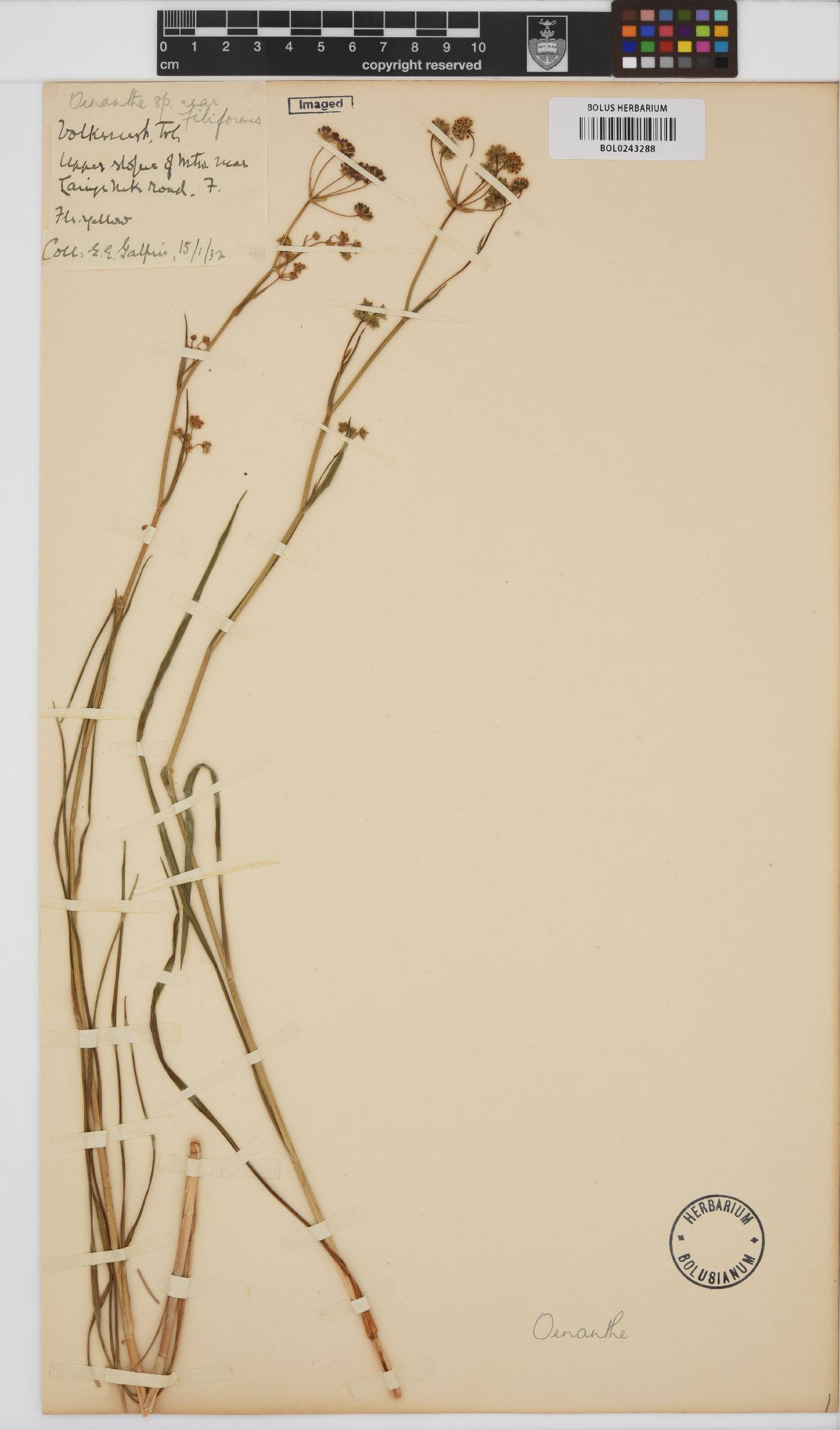 Bupleurum mundii image