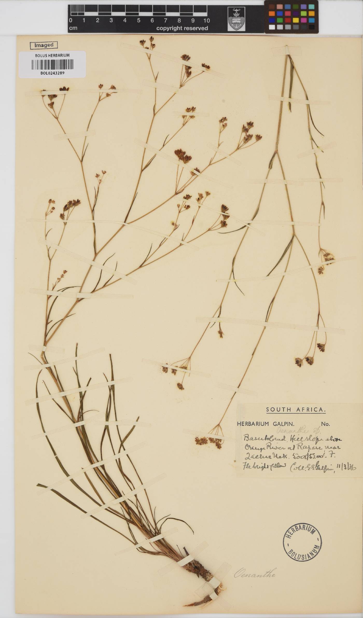 Bupleurum mundii image