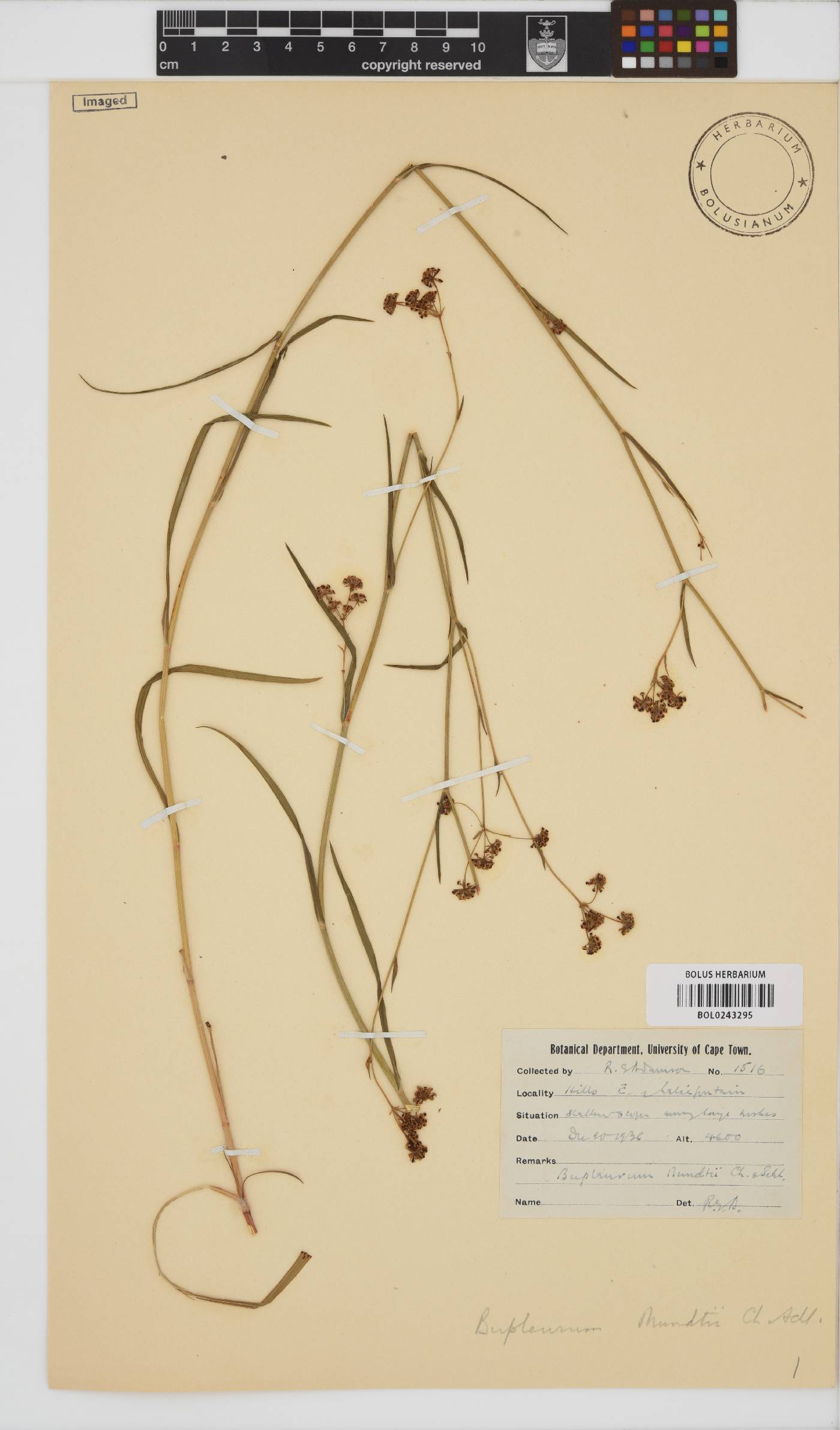 Bupleurum mundii image