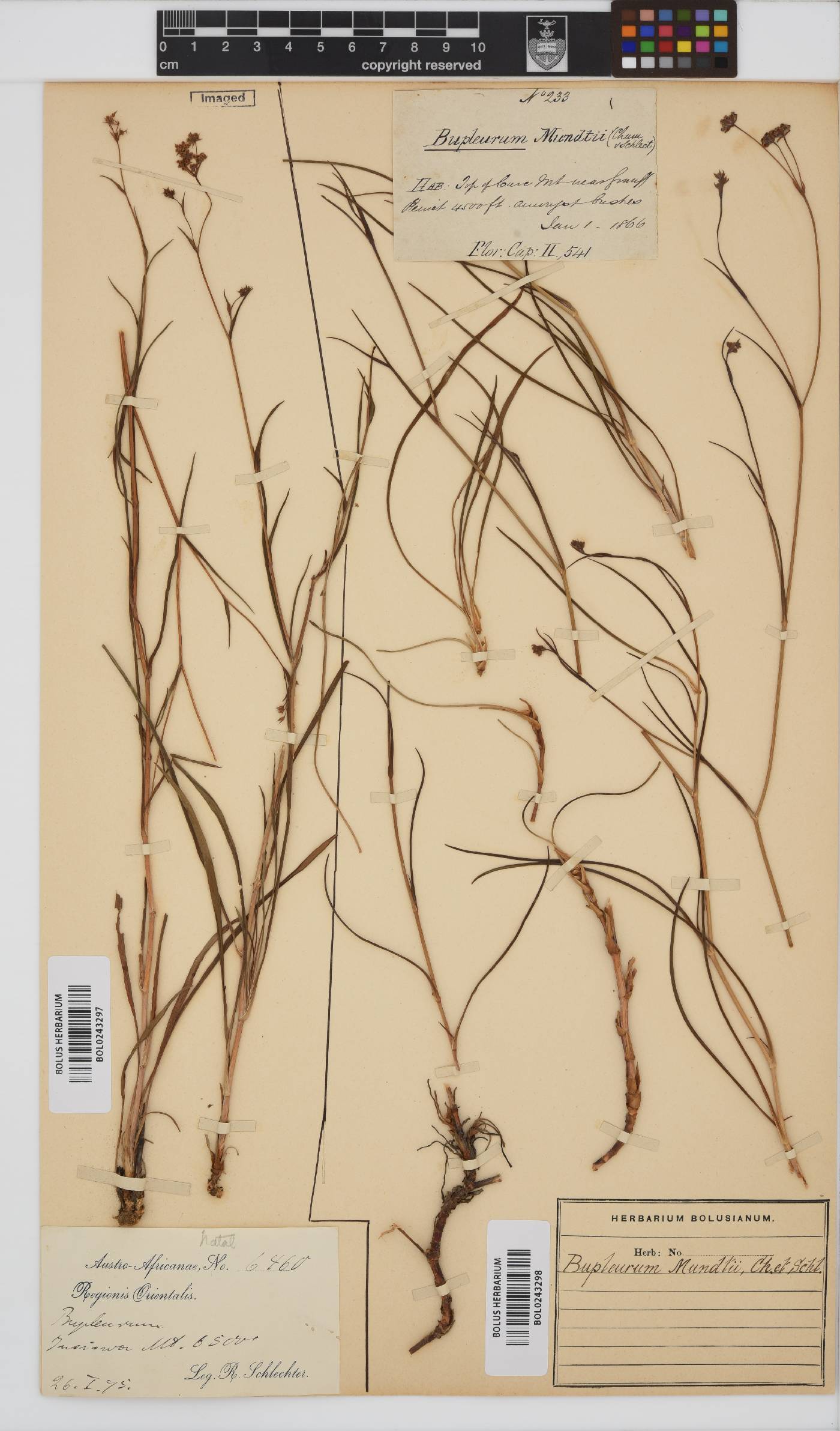 Bupleurum mundii image