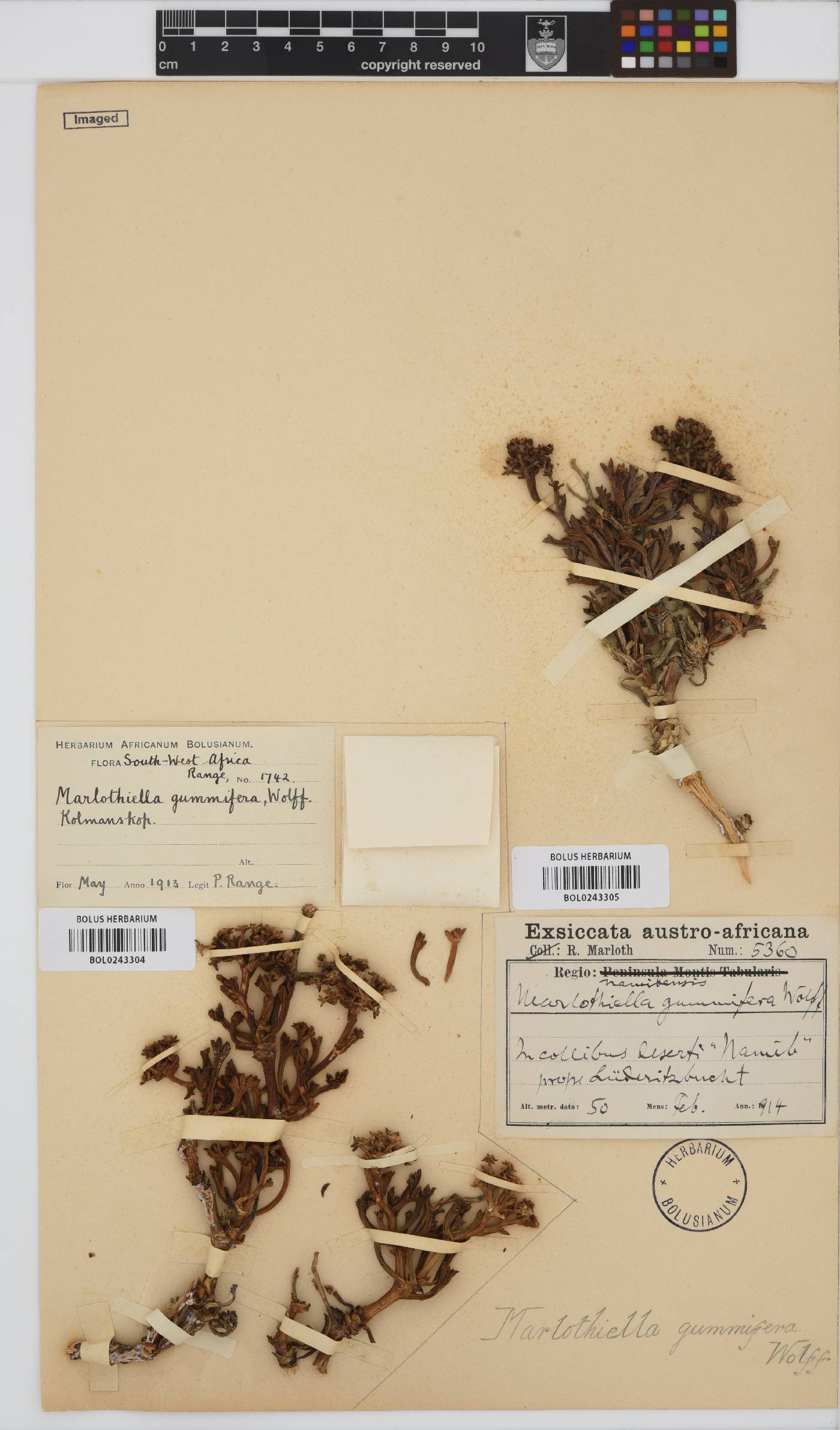 Marlothiella gummifera image