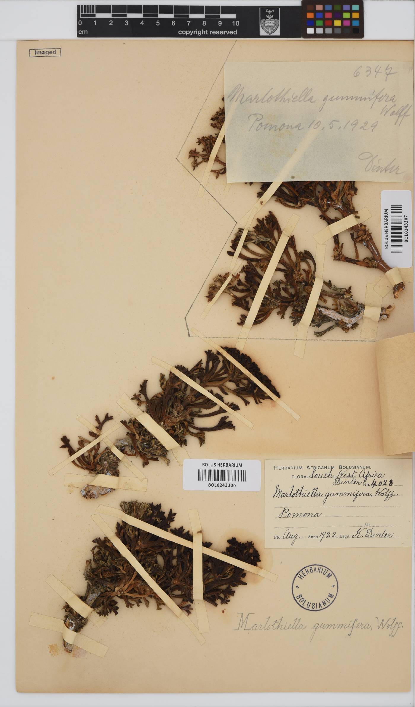 Marlothiella gummifera image