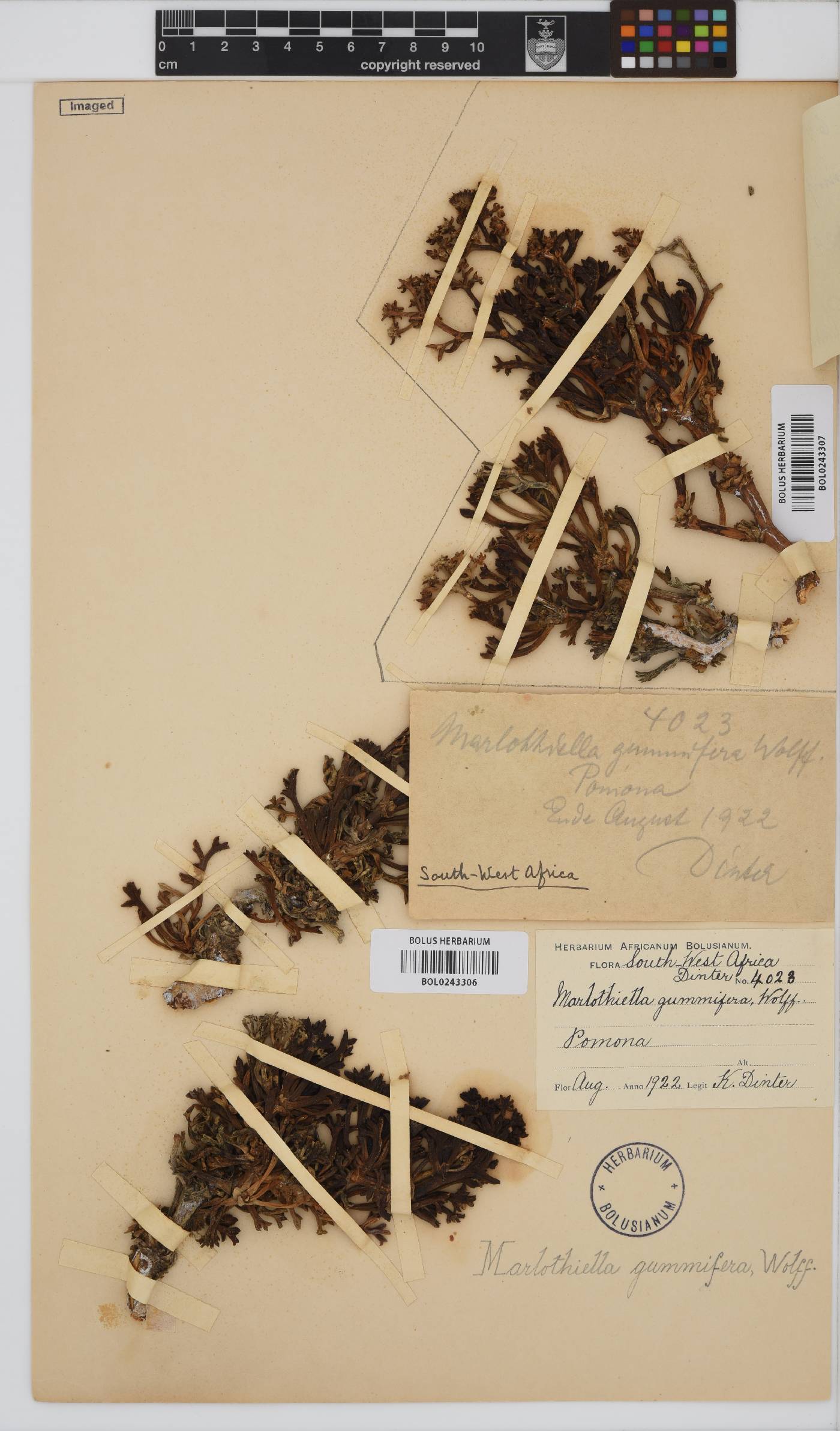 Marlothiella gummifera image