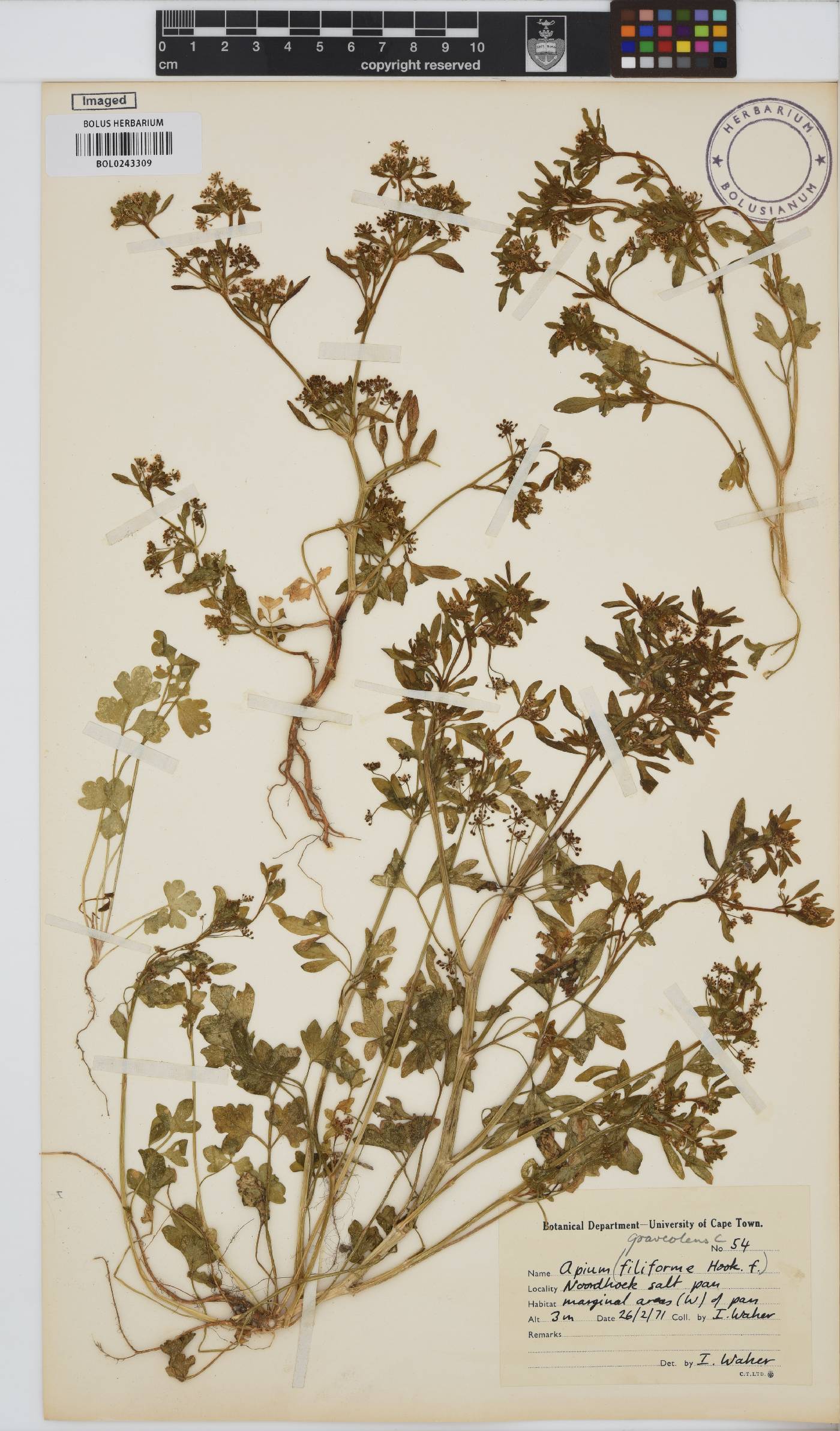Apium graveolens image