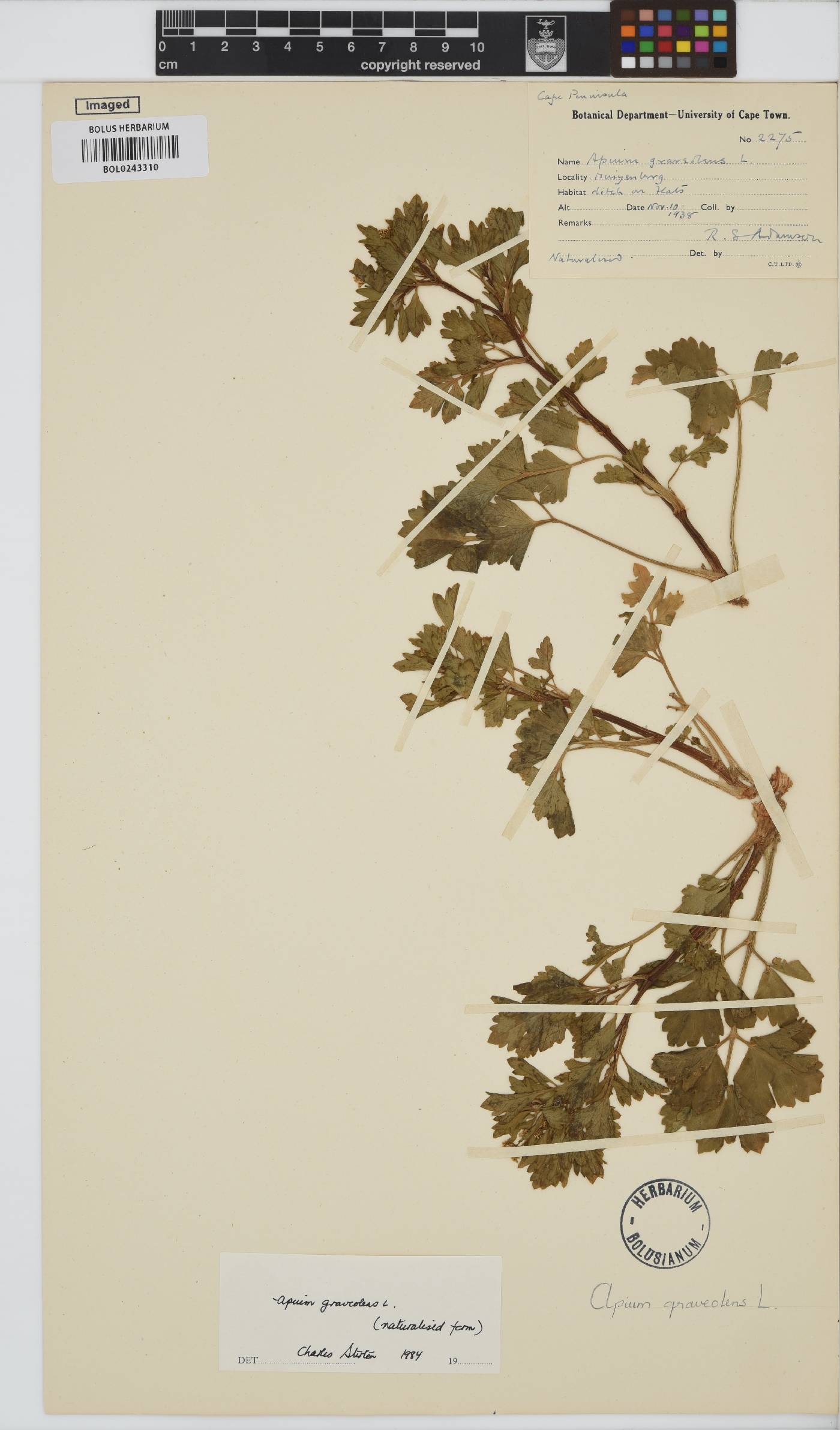 Apium graveolens image