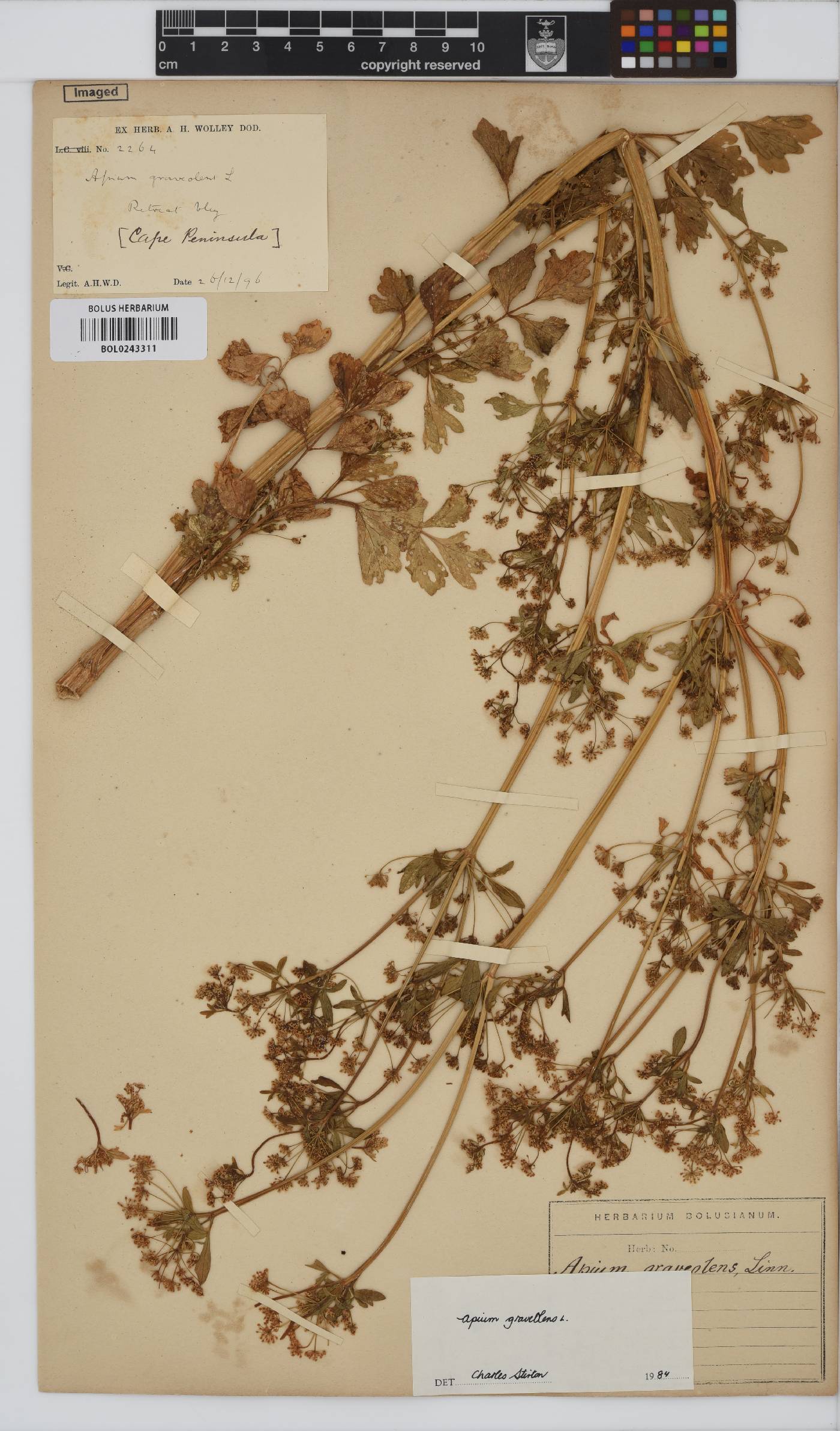 Apium graveolens image