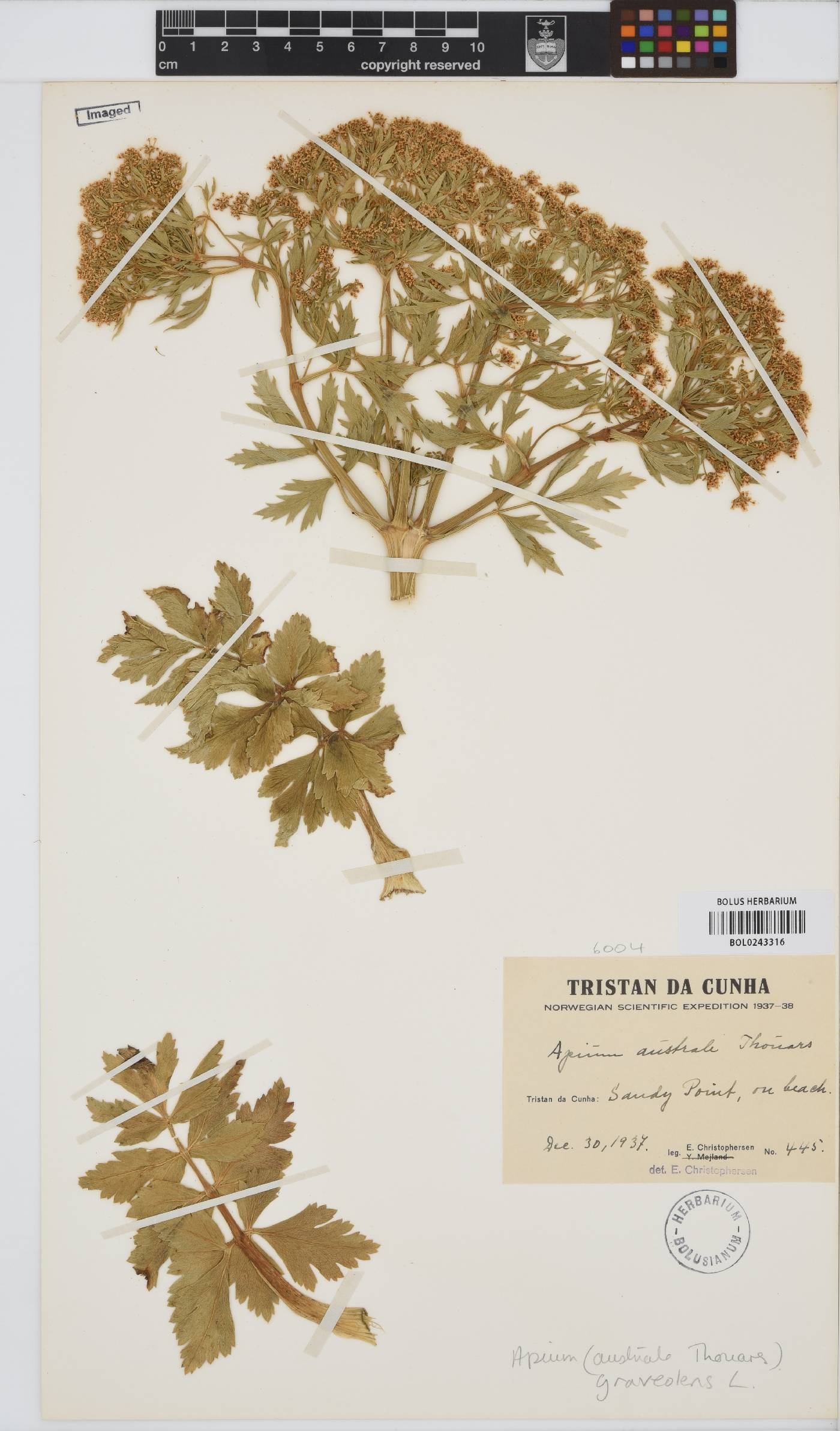 Apium graveolens image