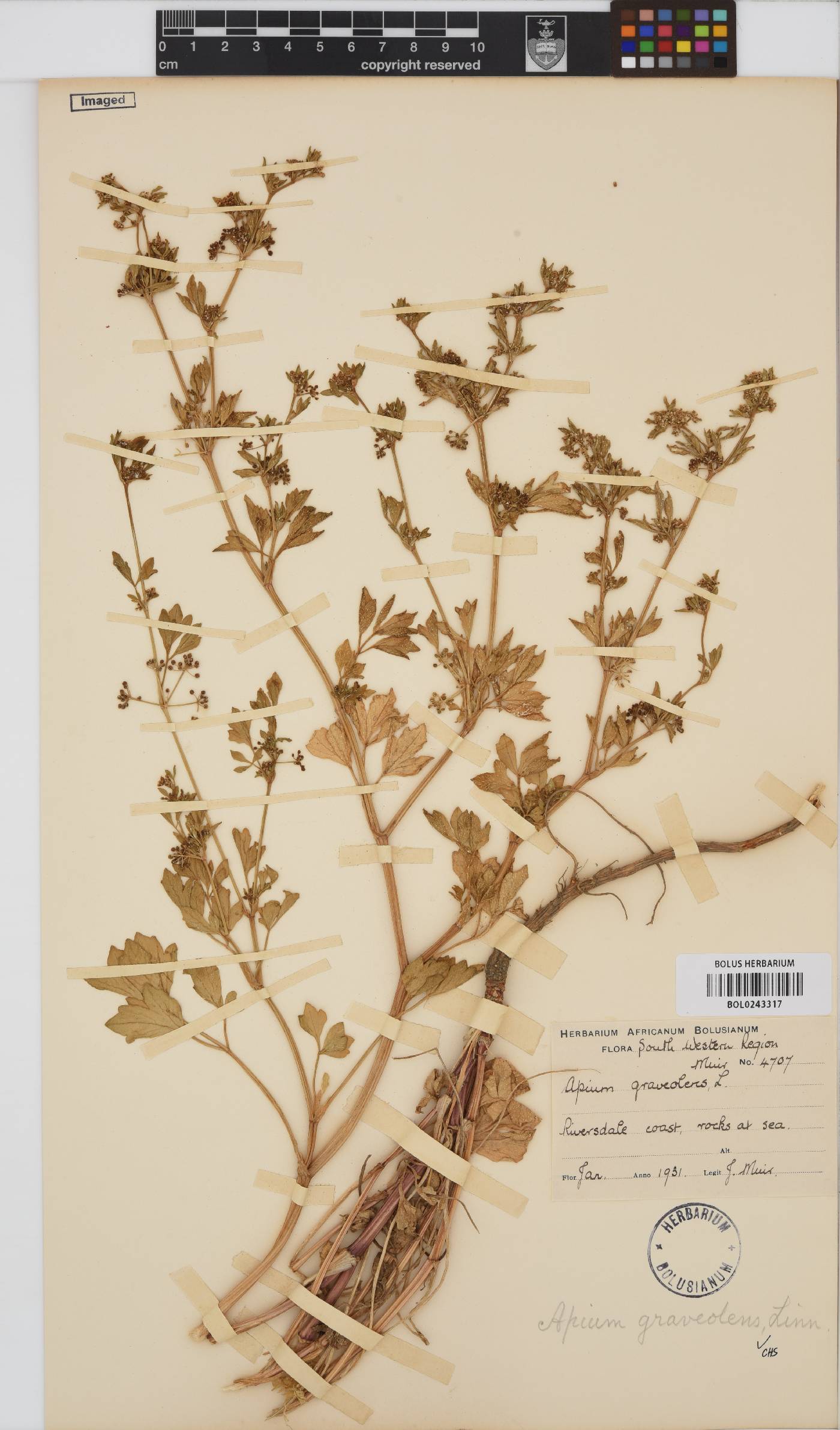 Apium graveolens image