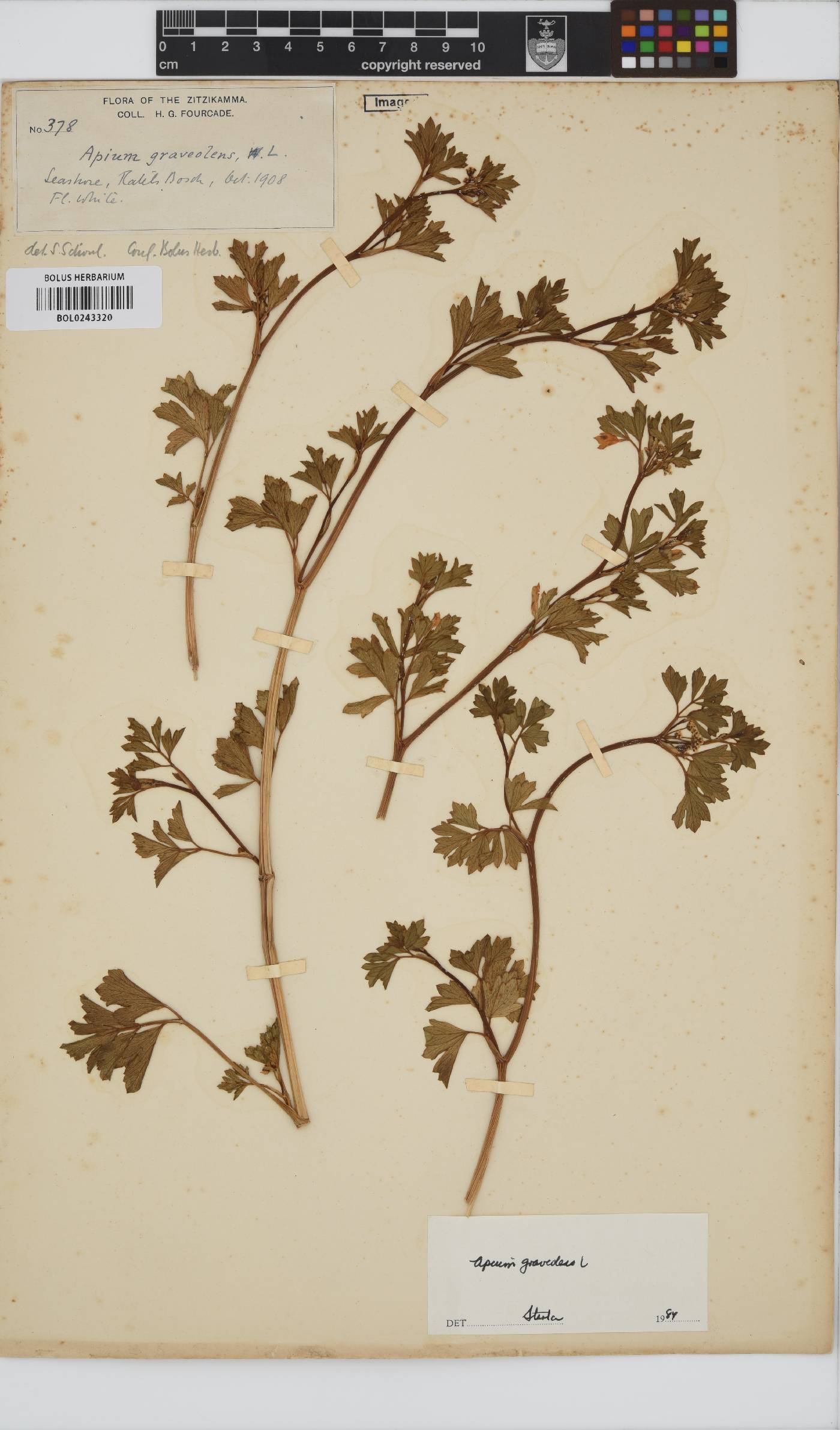 Apium graveolens image