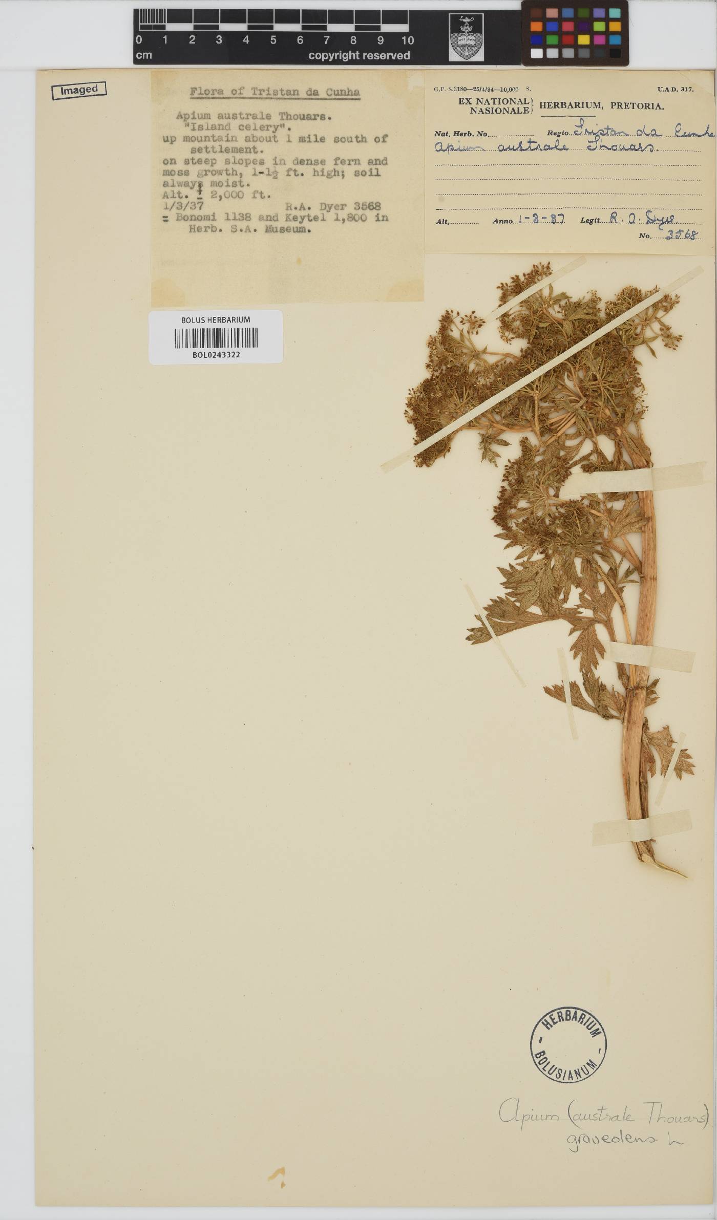 Apium graveolens image