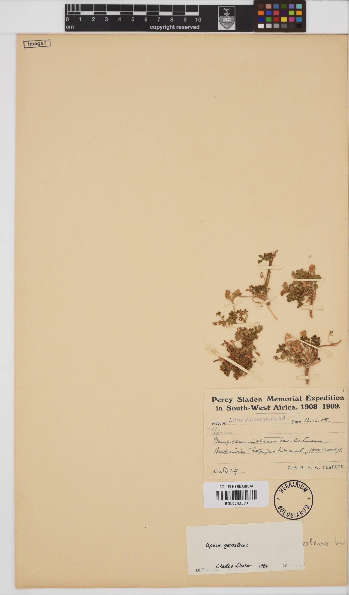 Apium graveolens image