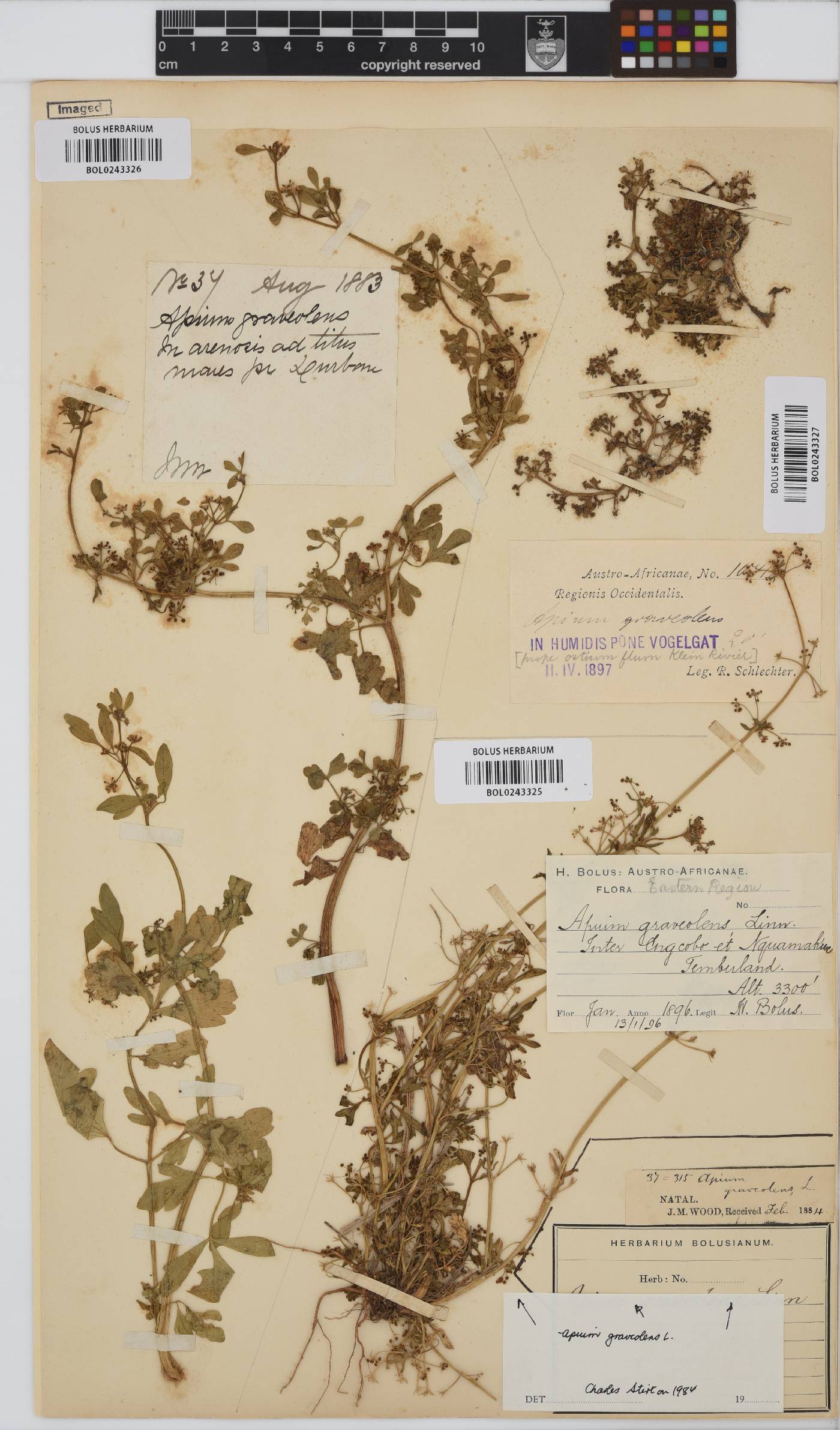 Apium graveolens image