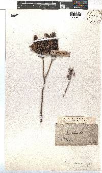 Erica coccinea image