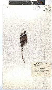 Erica coccinea image