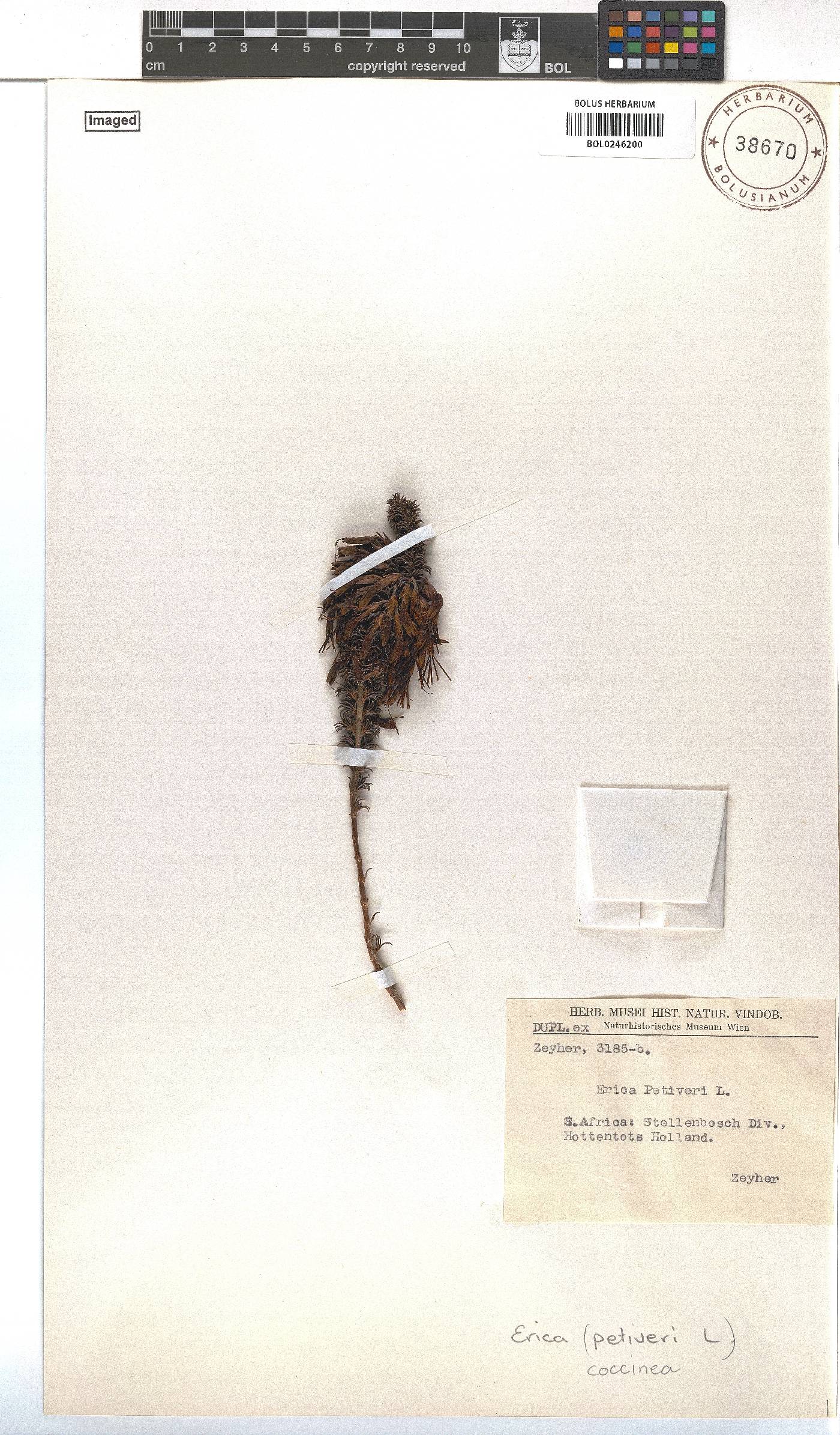 Erica coccinea image