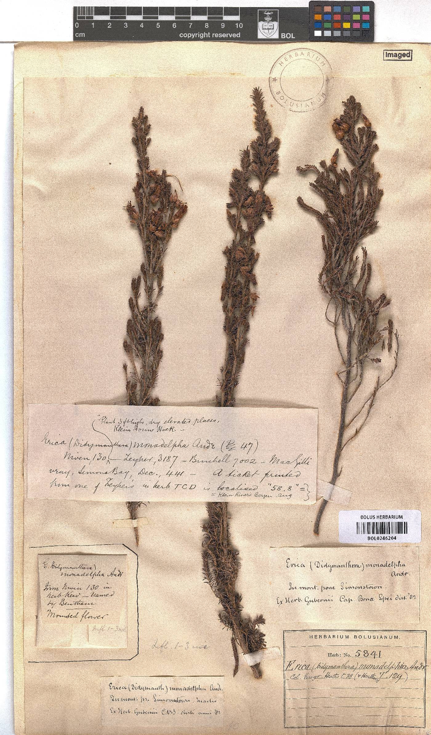 Erica monadelphia image