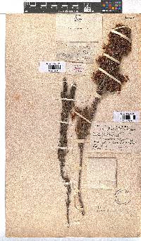 Erica monadelphia image