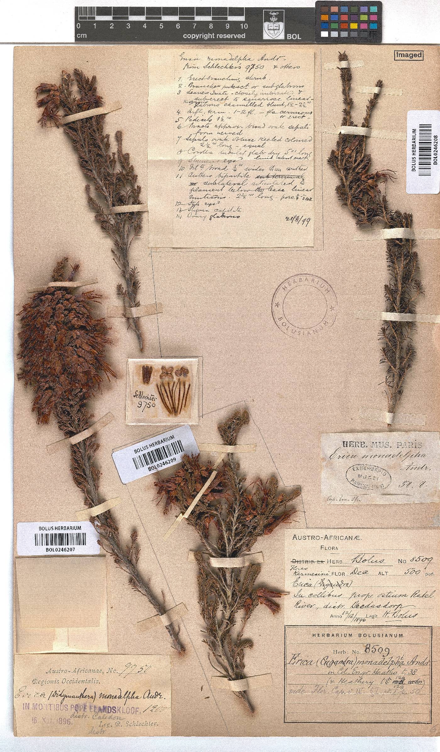 Erica monadelphia image