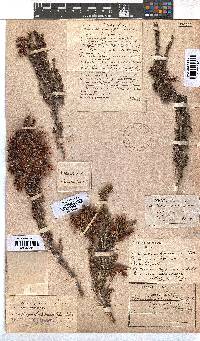 Erica monadelphia image