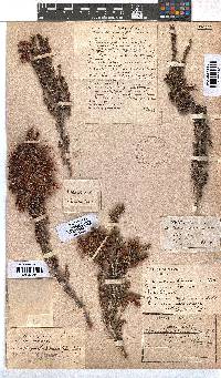 Erica monadelphia image